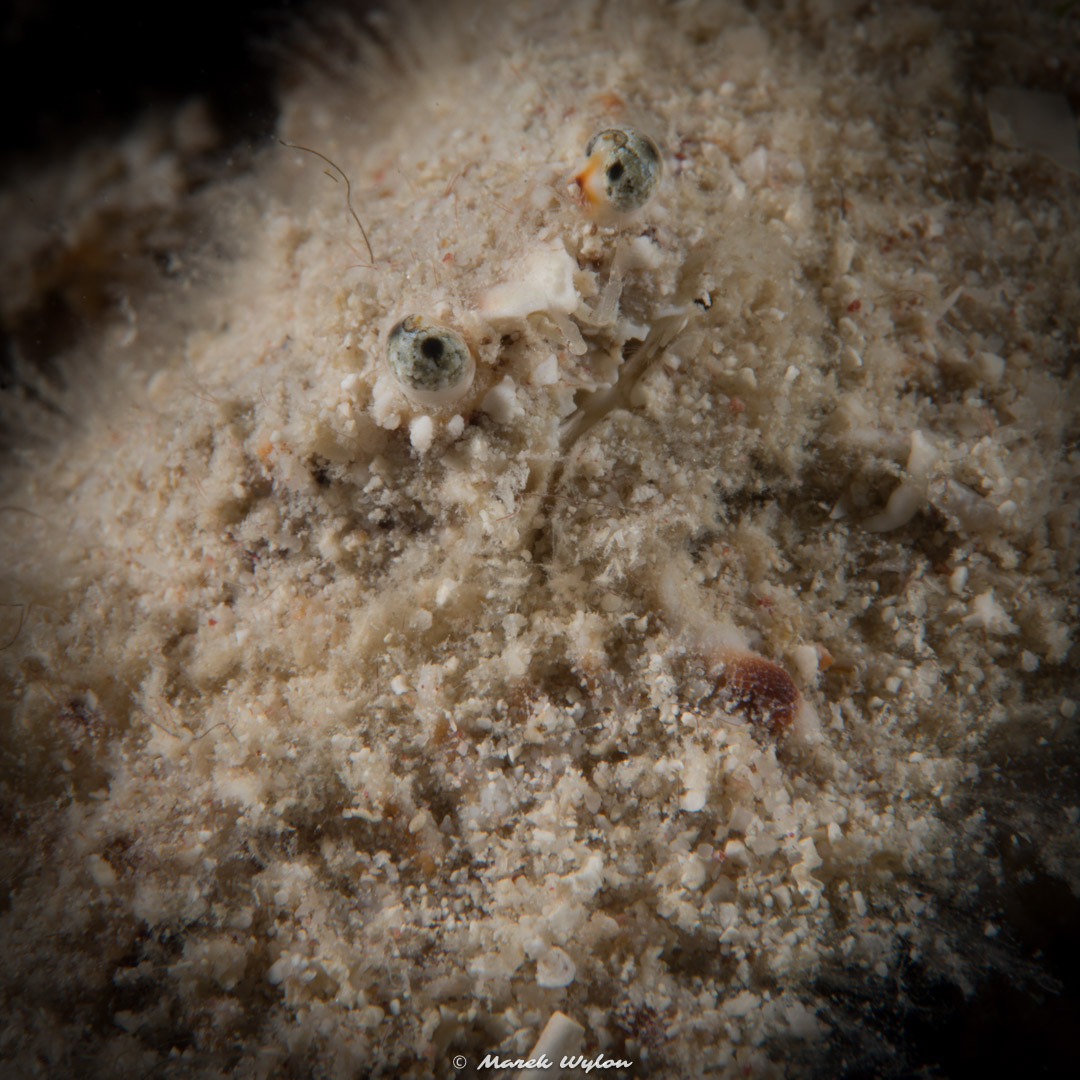 Nikon AF-S Micro-Nikkor 60mm F2.8G ED sample photo. Hairly elbow crab | fiji | 2014.10.31 photography