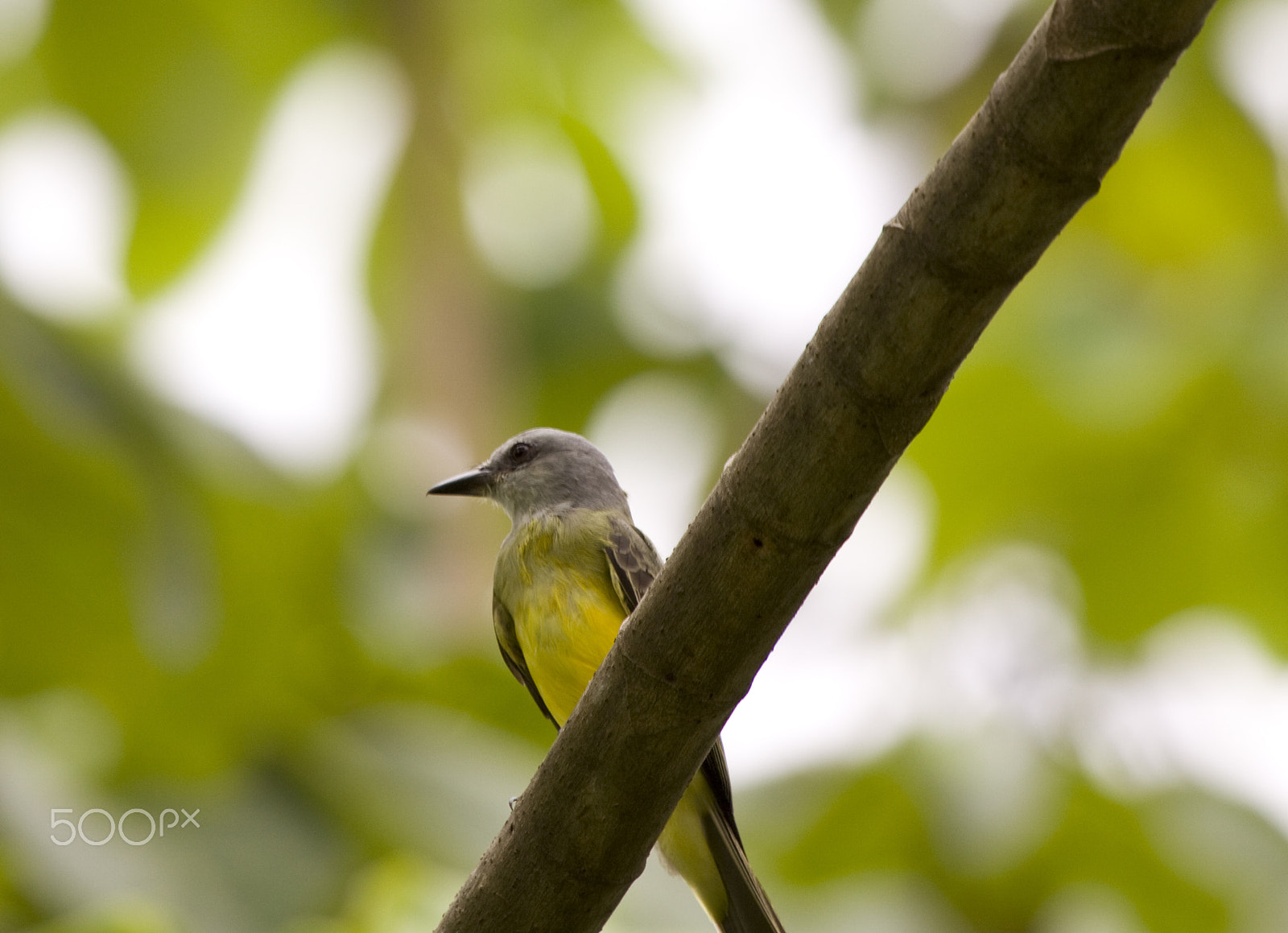 Canon EOS 50D + Canon EF 100-400mm F4.5-5.6L IS USM sample photo. The waiting game photography