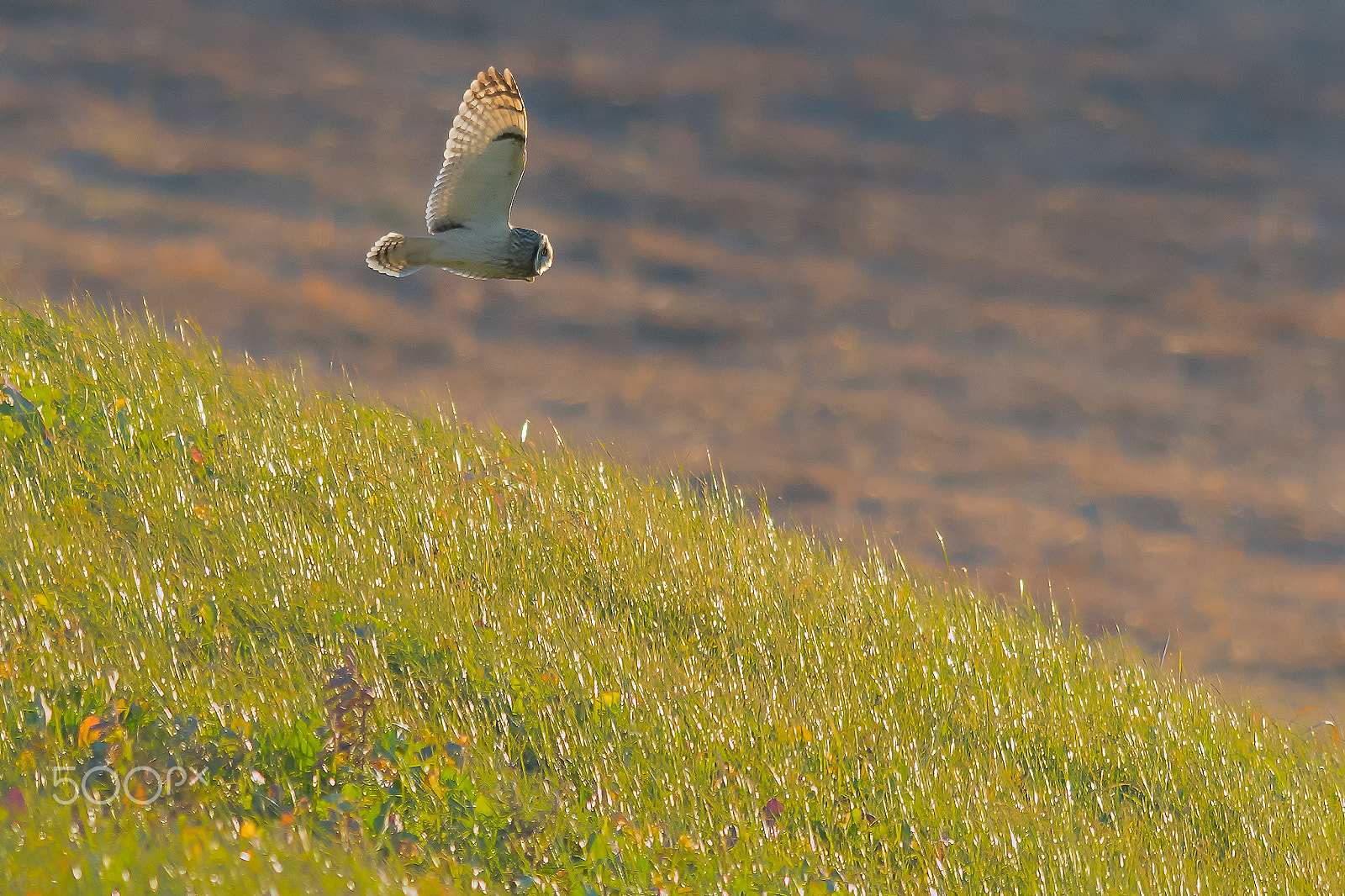 Nikon AF-S Nikkor 400mm F2.8G ED VR II sample photo. Komimi photography