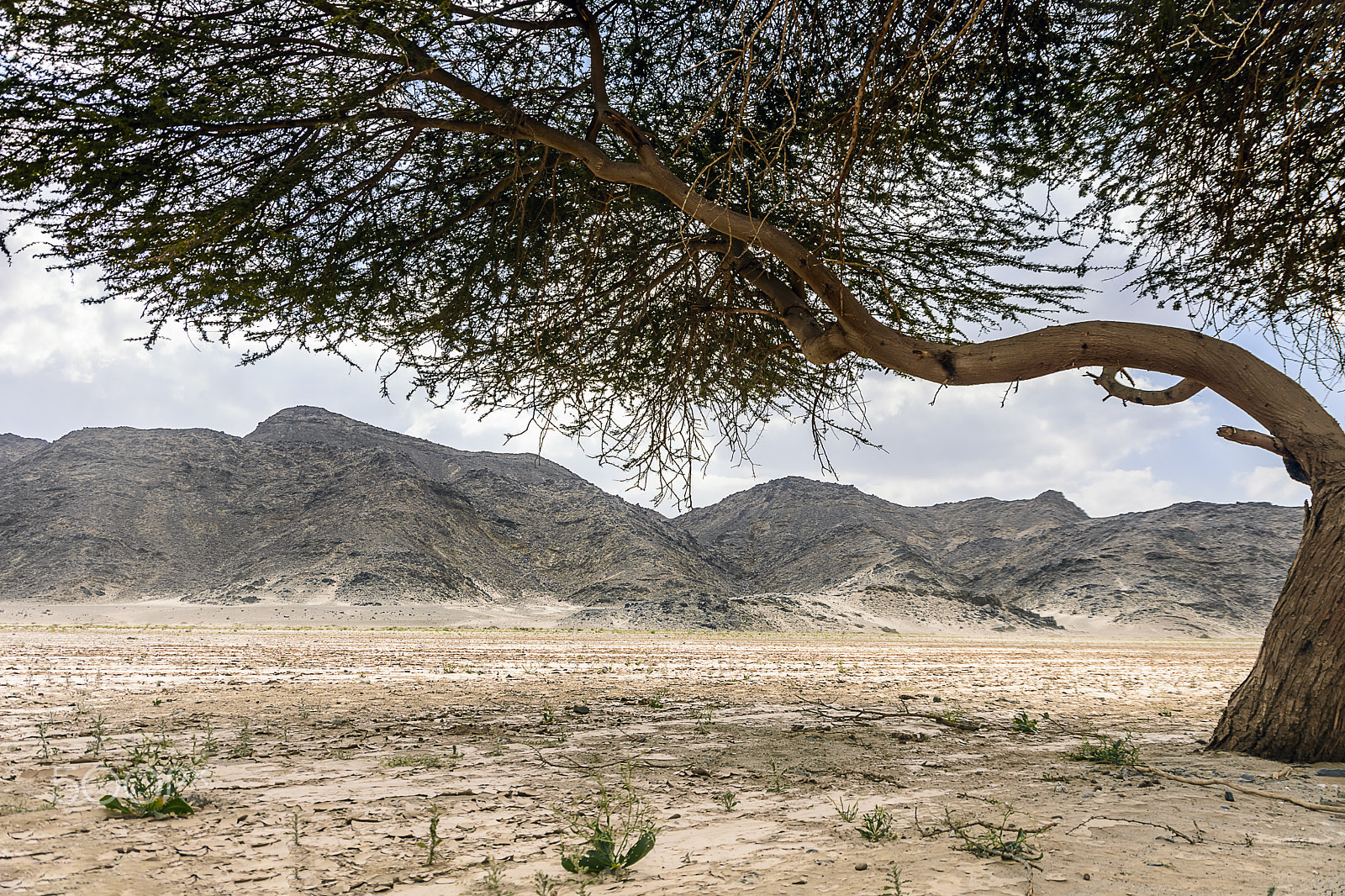 Sigma 18-250mm F3.5-6.3 DC OS HSM sample photo. Lonely tree in amazing nature +1 photography