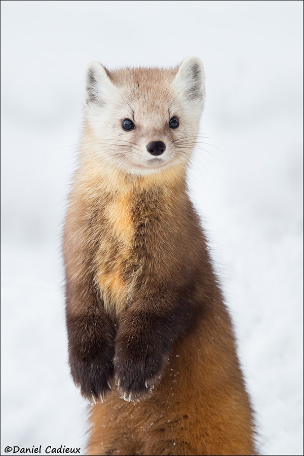 Canon EF 500mm F4L IS II USM sample photo. Pine marten being cute photography