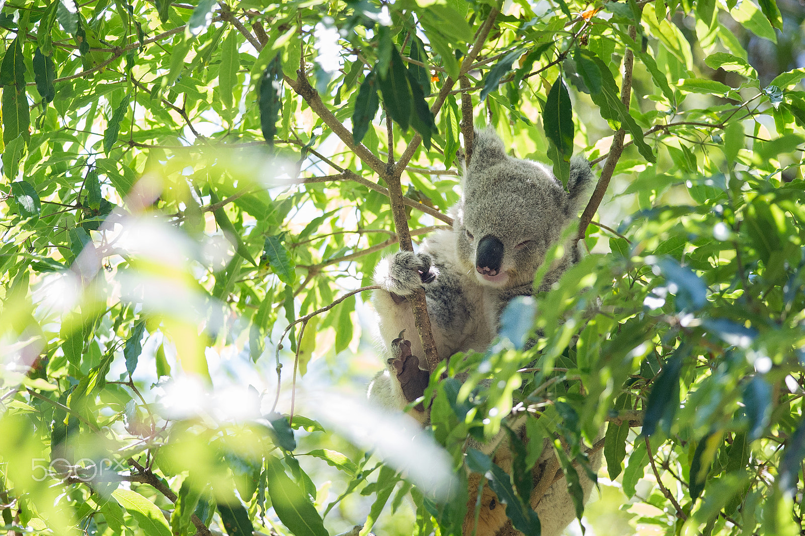 Nikon D3S + Nikon AF-S Nikkor 300mm F4D ED-IF sample photo. Koala in a gum tree photography