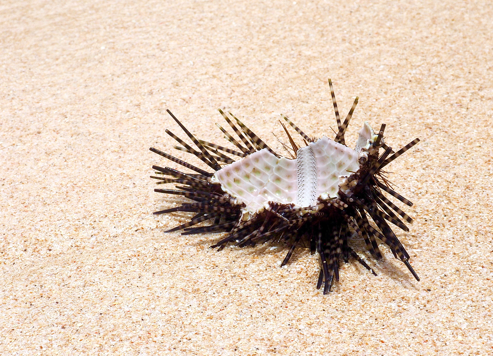 Olympus OM-D E-M1 sample photo. Broken sea urchin shell, echo beach bali photography
