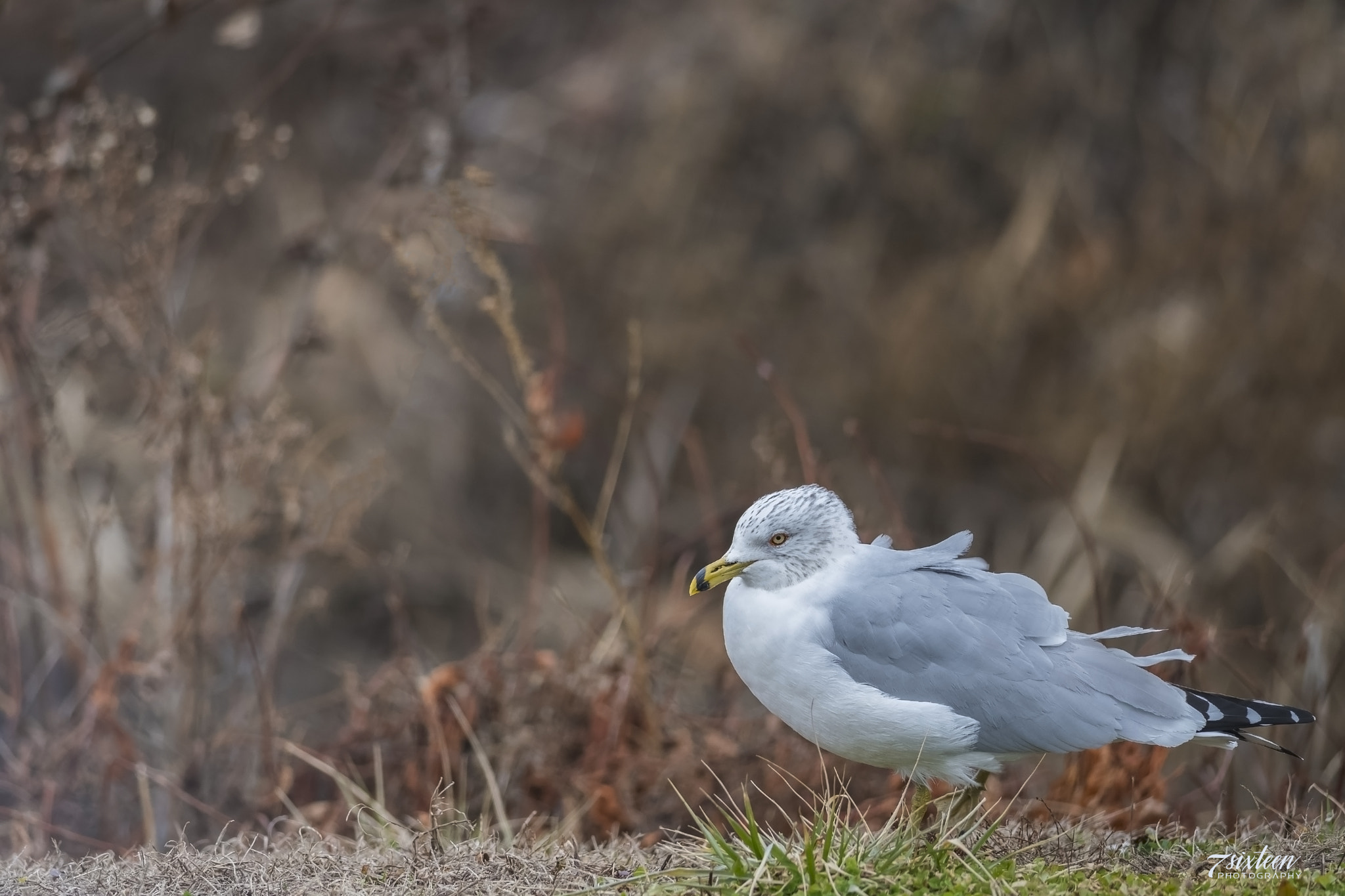 Nikon D500 + Nikon AF-S Nikkor 300mm F4D ED-IF sample photo. Sea-gull-breeze photography