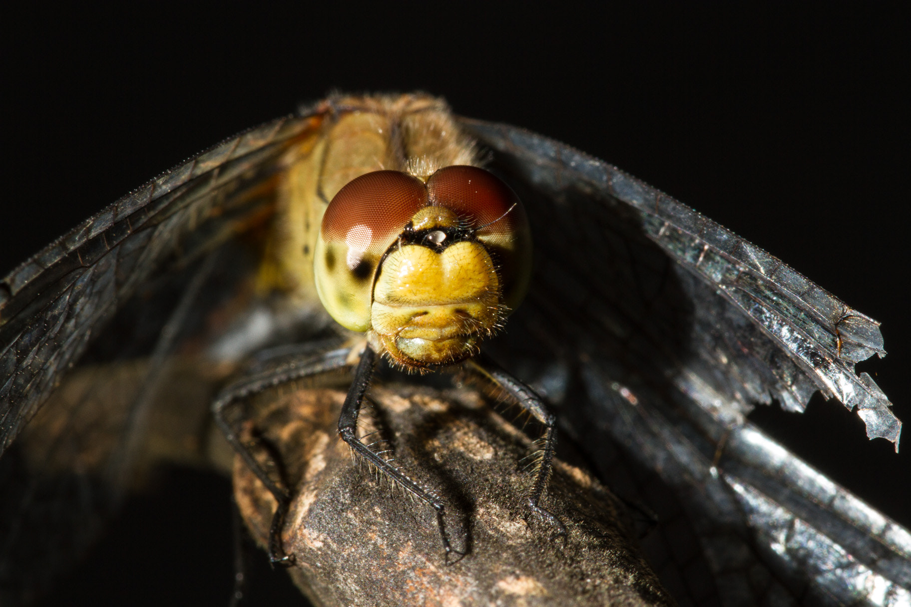Sigma 105mm F2.8 EX DG OS HSM sample photo. Libelle photography
