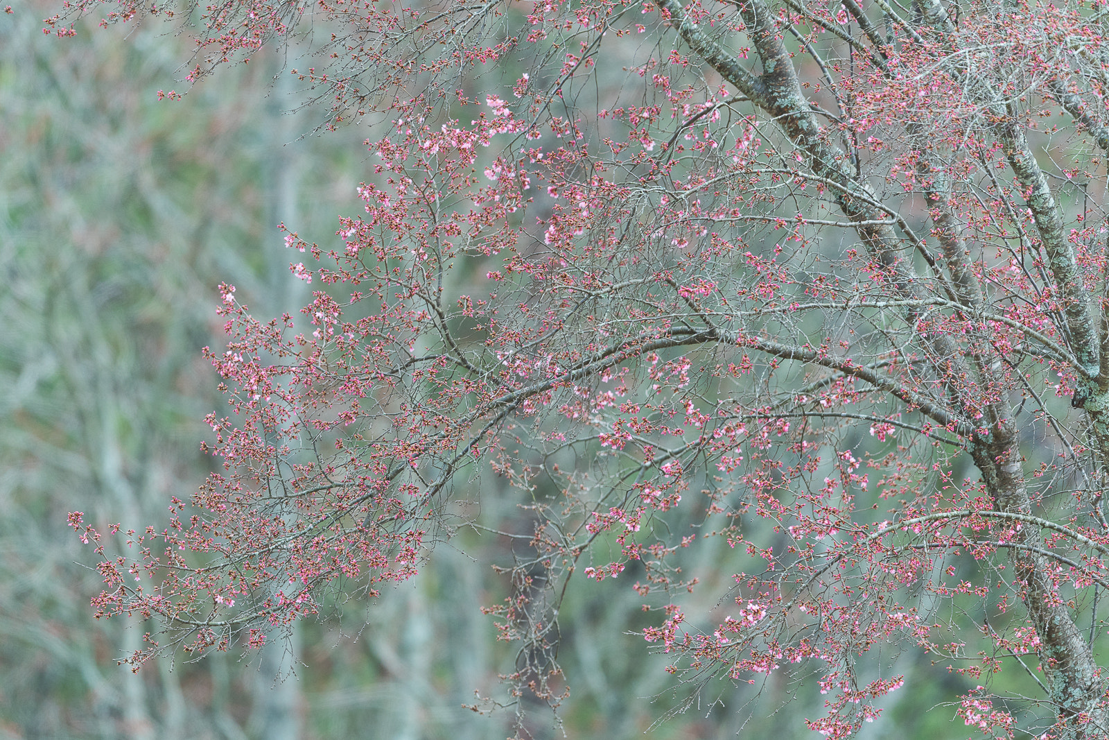 Nikon AF-S Nikkor 600mm F4E FL ED VR sample photo