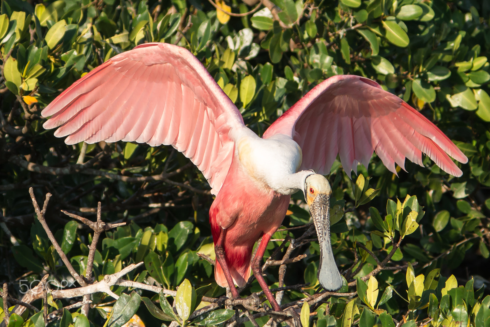 Sigma 120-400mm F4.5-5.6 DG OS HSM sample photo. Spoonbill on display photography