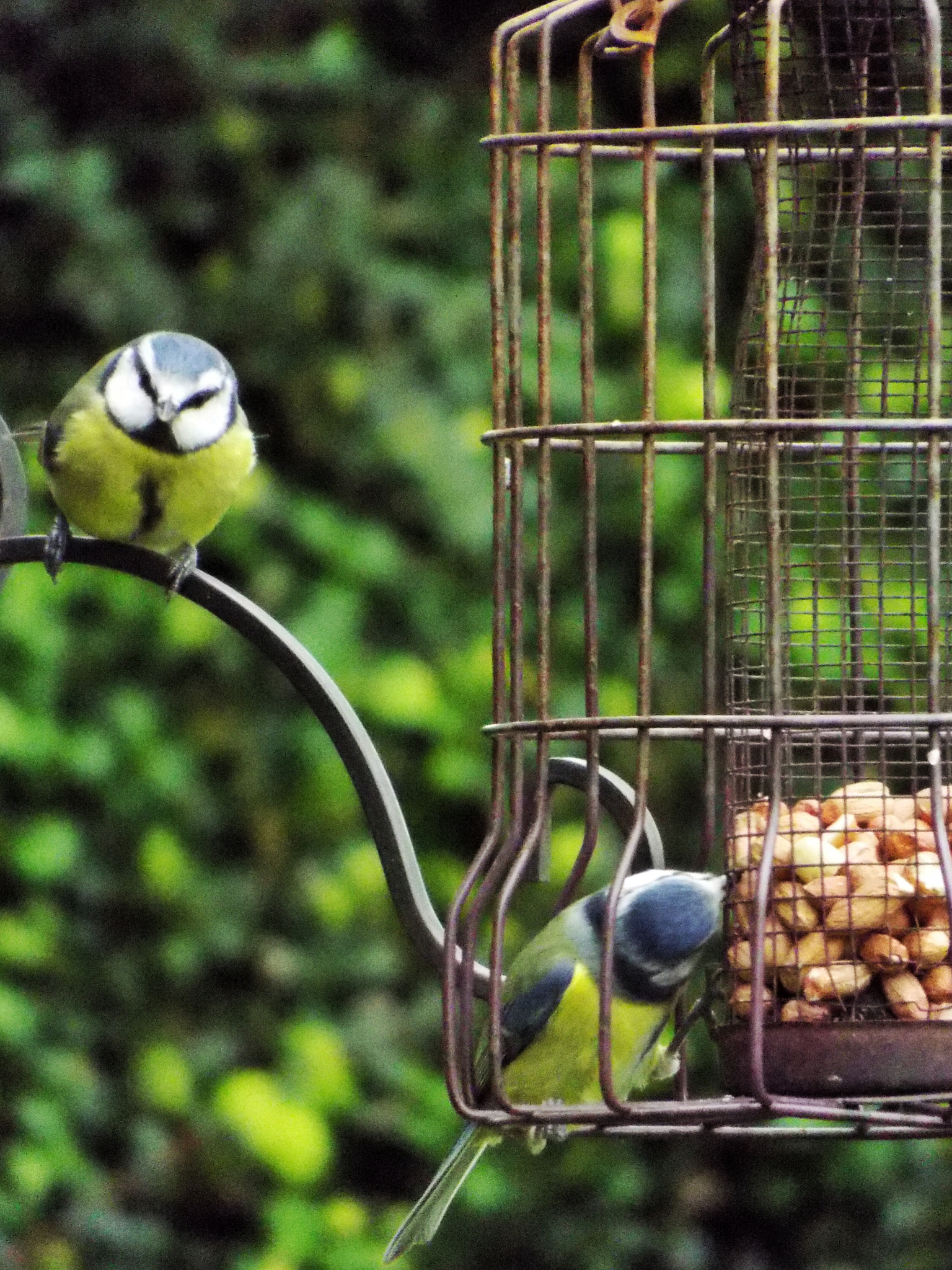 Fujifilm FinePix S9400W sample photo. Birds feeding photography