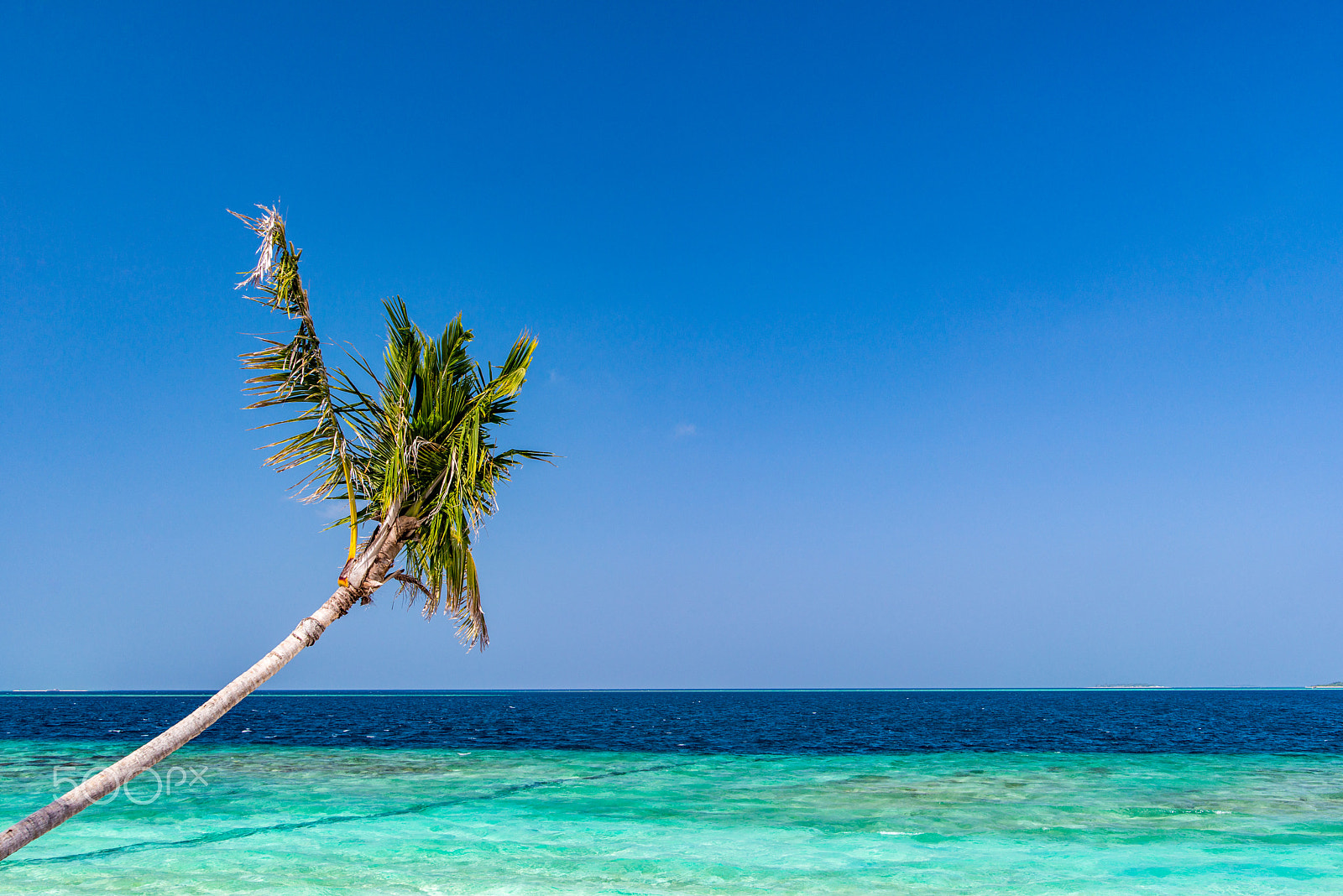 Nikon D800 sample photo. St. regis maldives palm tree photography