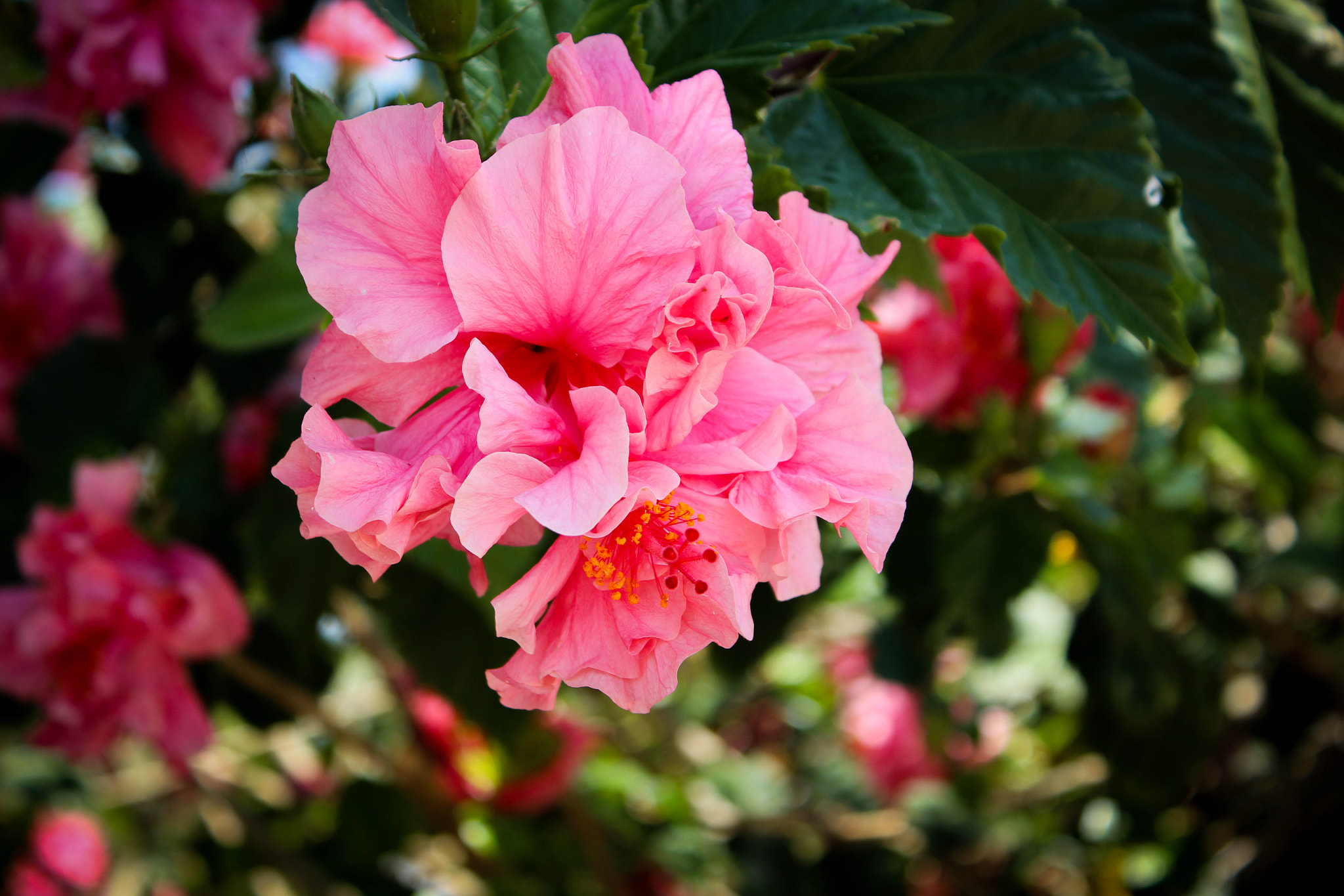 Canon EOS 100D (EOS Rebel SL1 / EOS Kiss X7) sample photo. Pink photography