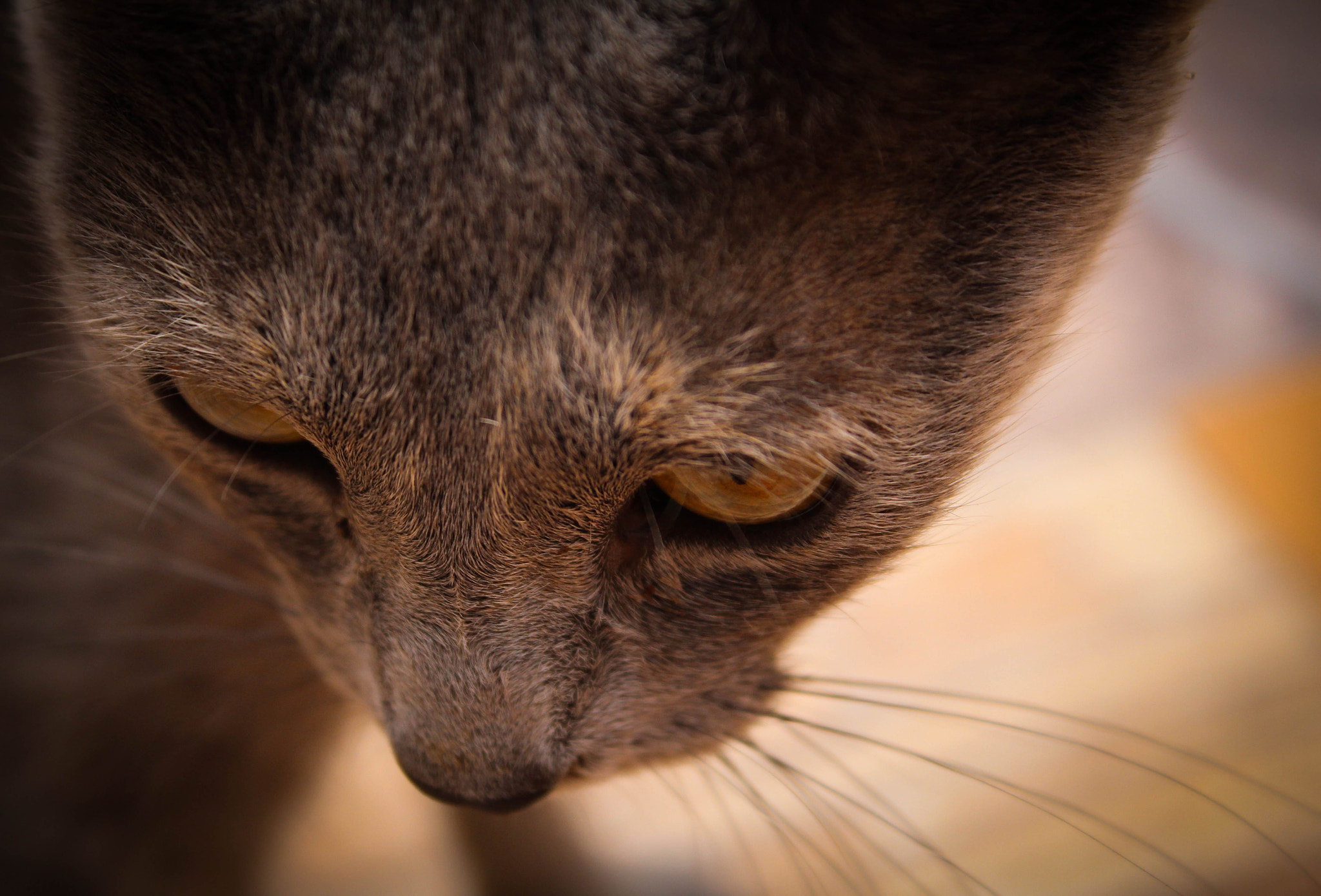 Canon EOS 100D (EOS Rebel SL1 / EOS Kiss X7) sample photo. Negrita photography