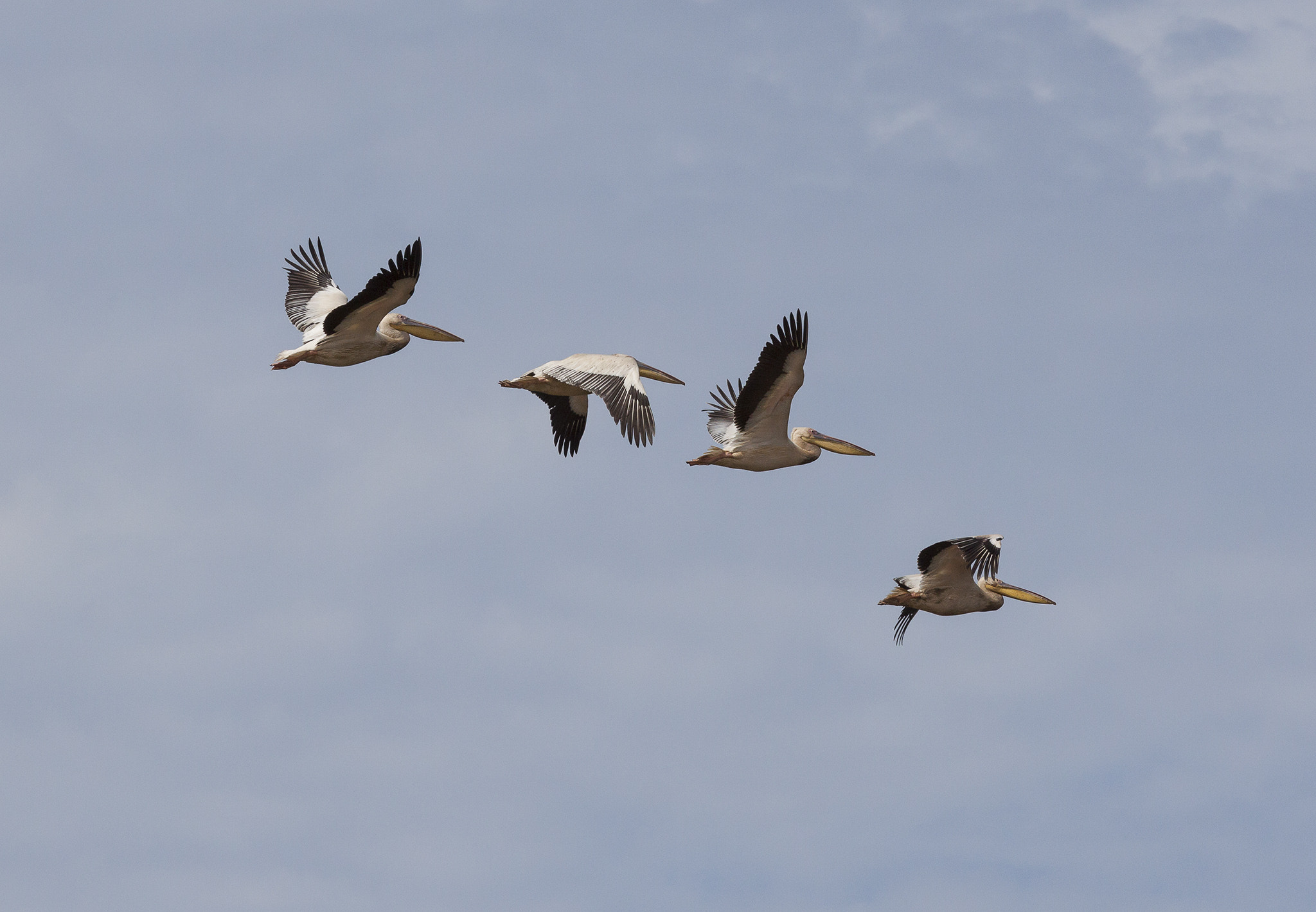 Canon EOS 50D sample photo. Pelicans photography