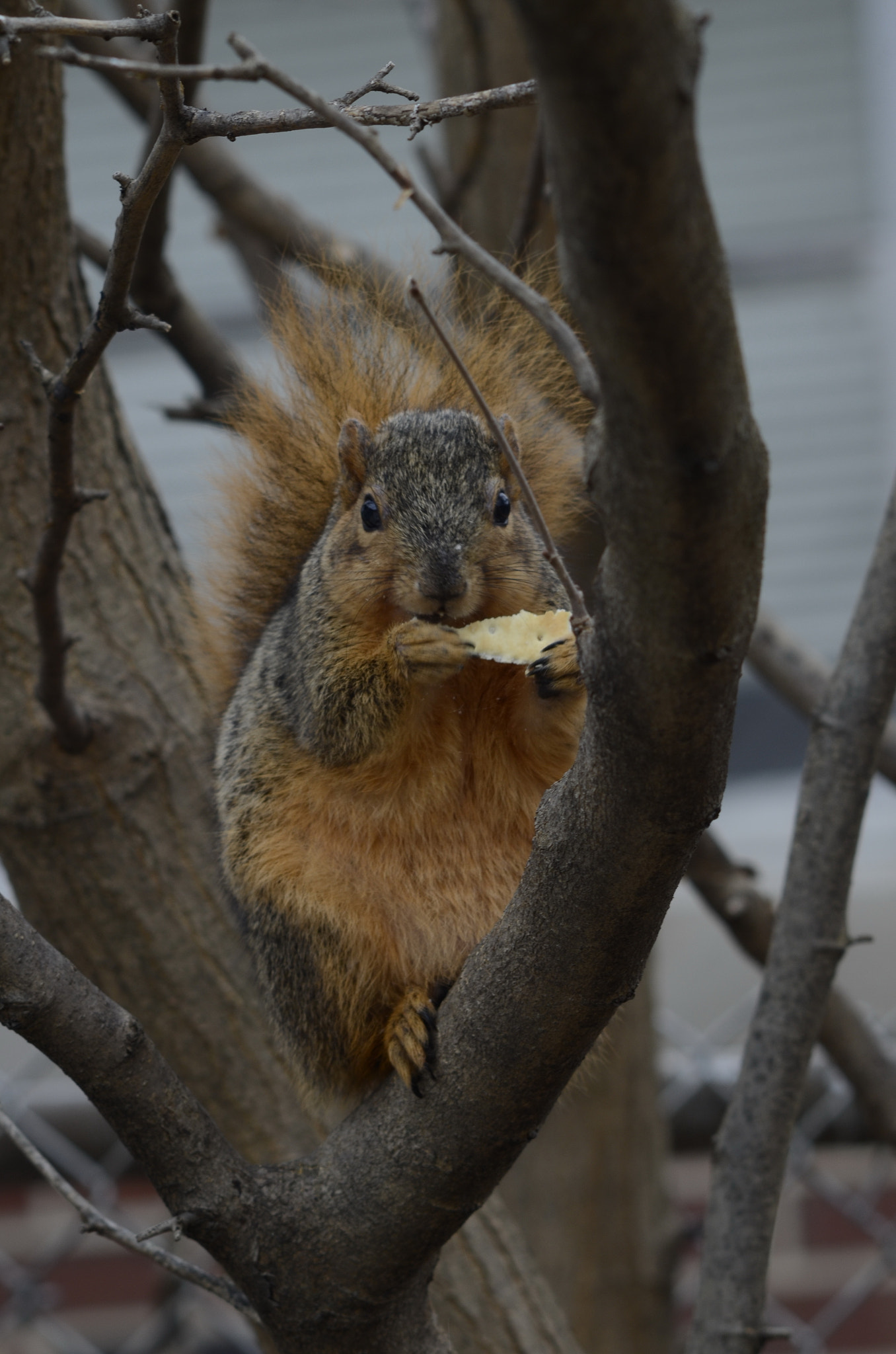 Nikon D7000 + Manual Lens No CPU sample photo