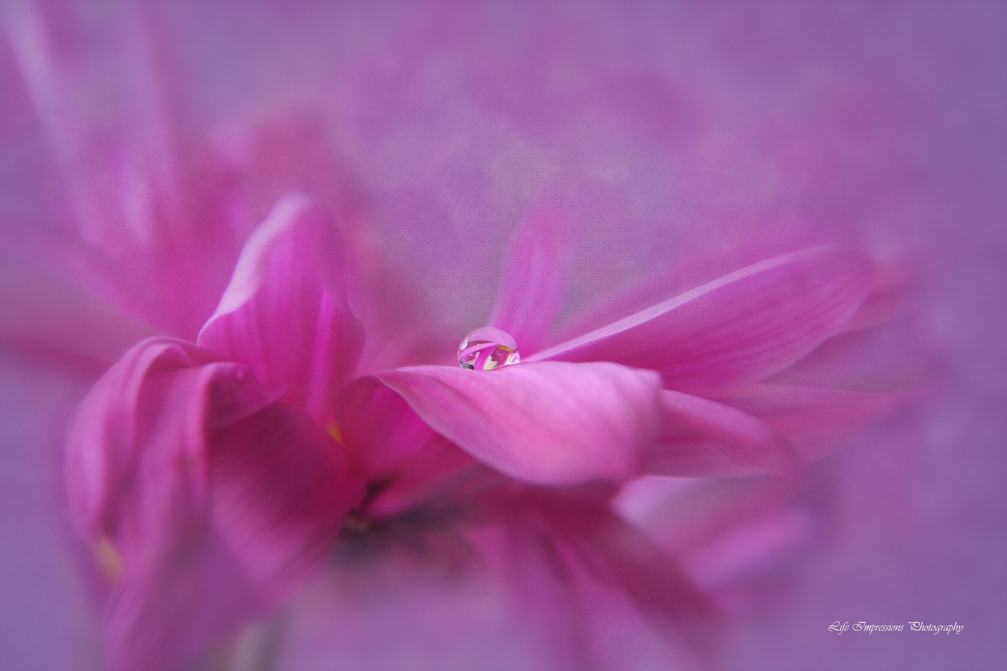 Canon EOS 70D + Canon EF-S 17-85mm F4-5.6 IS USM sample photo. Pink bliss photography