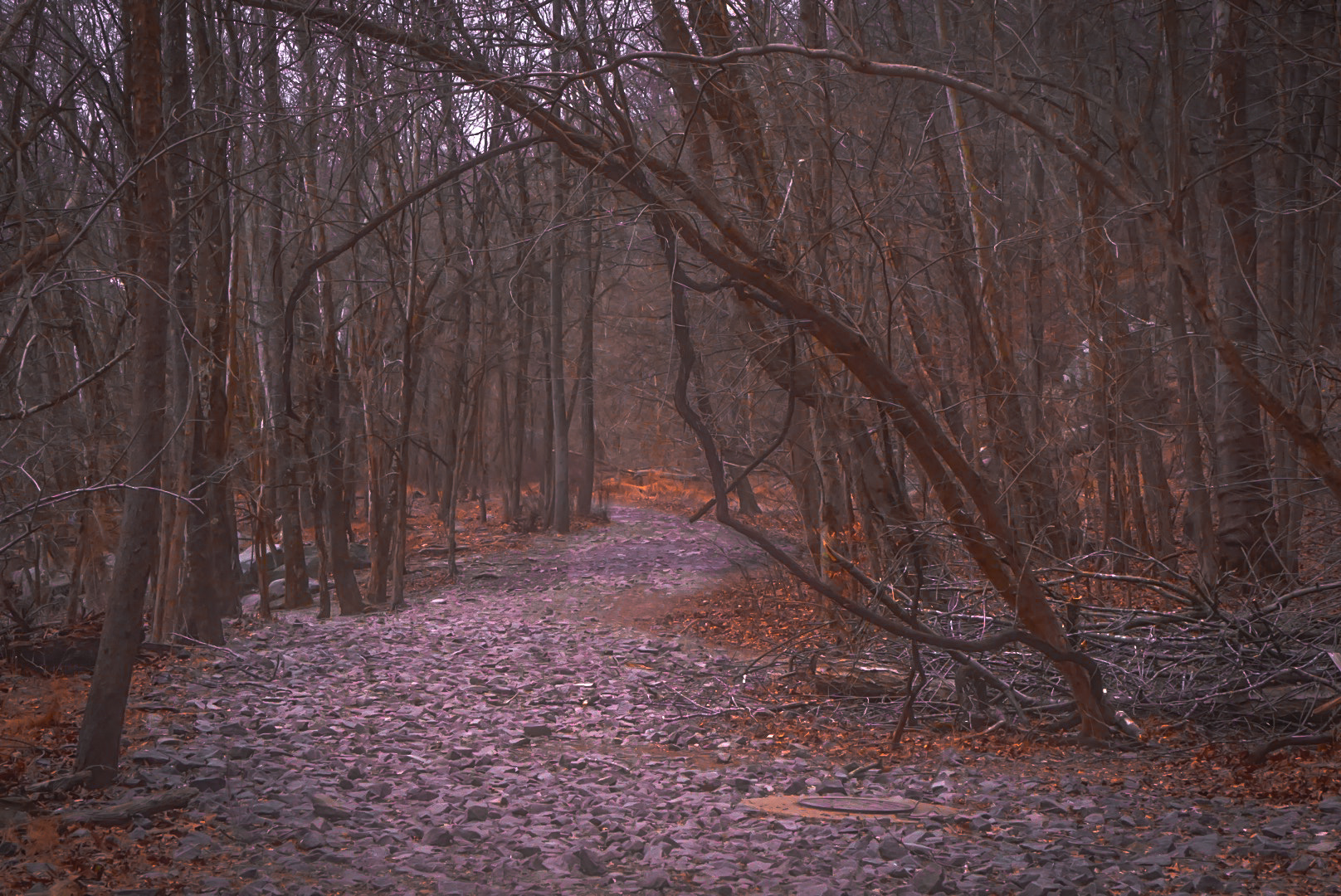 Sony a5100 sample photo. Winter path photography