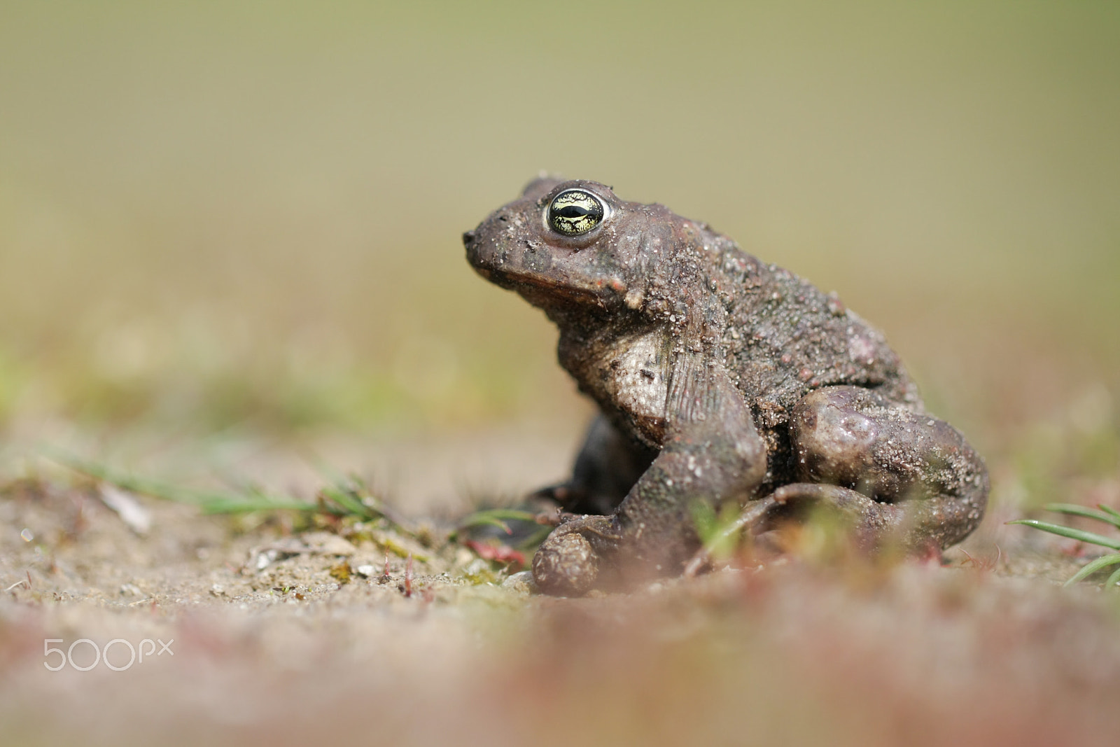 Canon EF 100mm F2.8L Macro IS USM sample photo. Natterjack toad - epidalea calamita photography