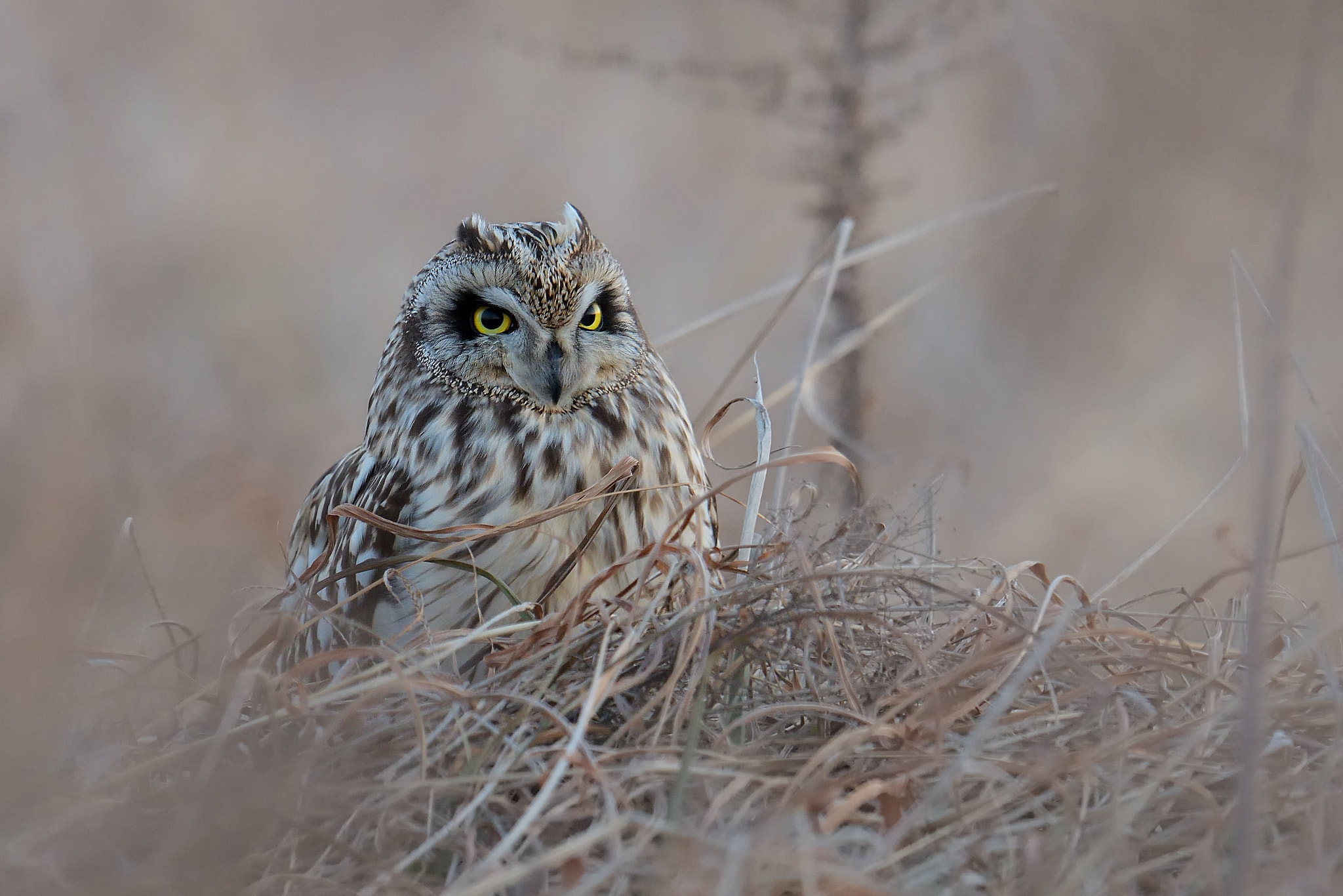 Nikon D500 + Nikon AF-S Nikkor 600mm F4G ED VR sample photo. Short-eared owl photography