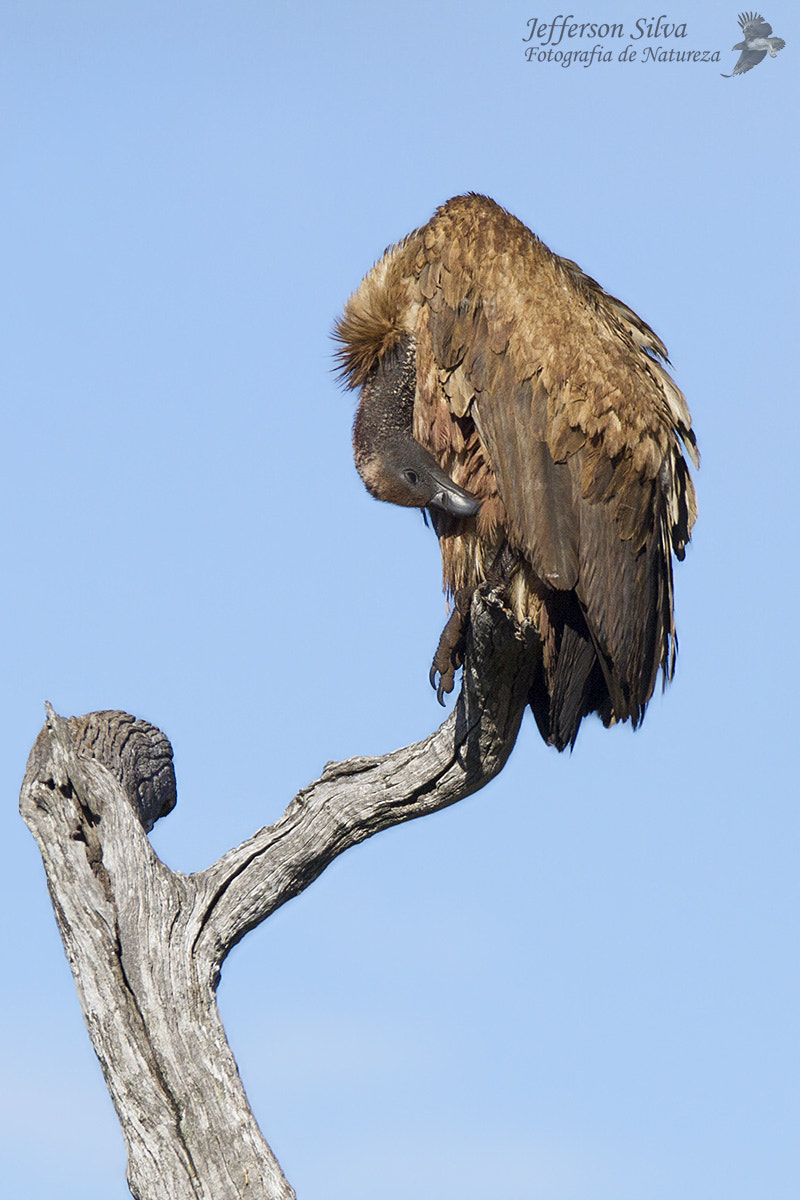 Canon EF 300mm F2.8L IS USM sample photo. Gyps africanus / white backed vulture photography