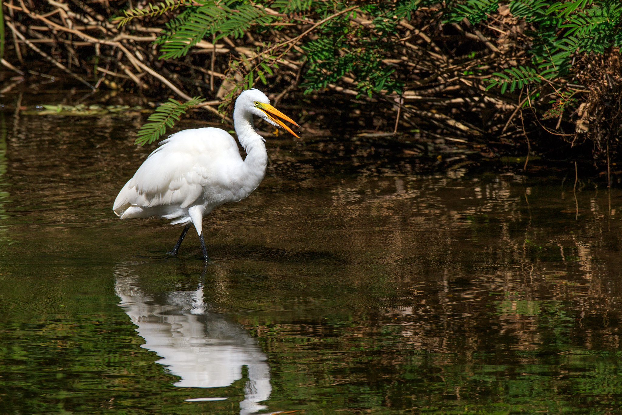 Canon EF 600mm f/4L IS sample photo. Silberreiher photography