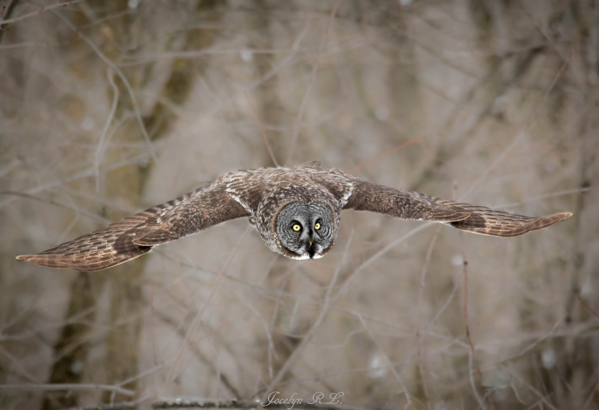 Sigma 150-500mm F5-6.3 DG OS HSM sample photo. Qa photography