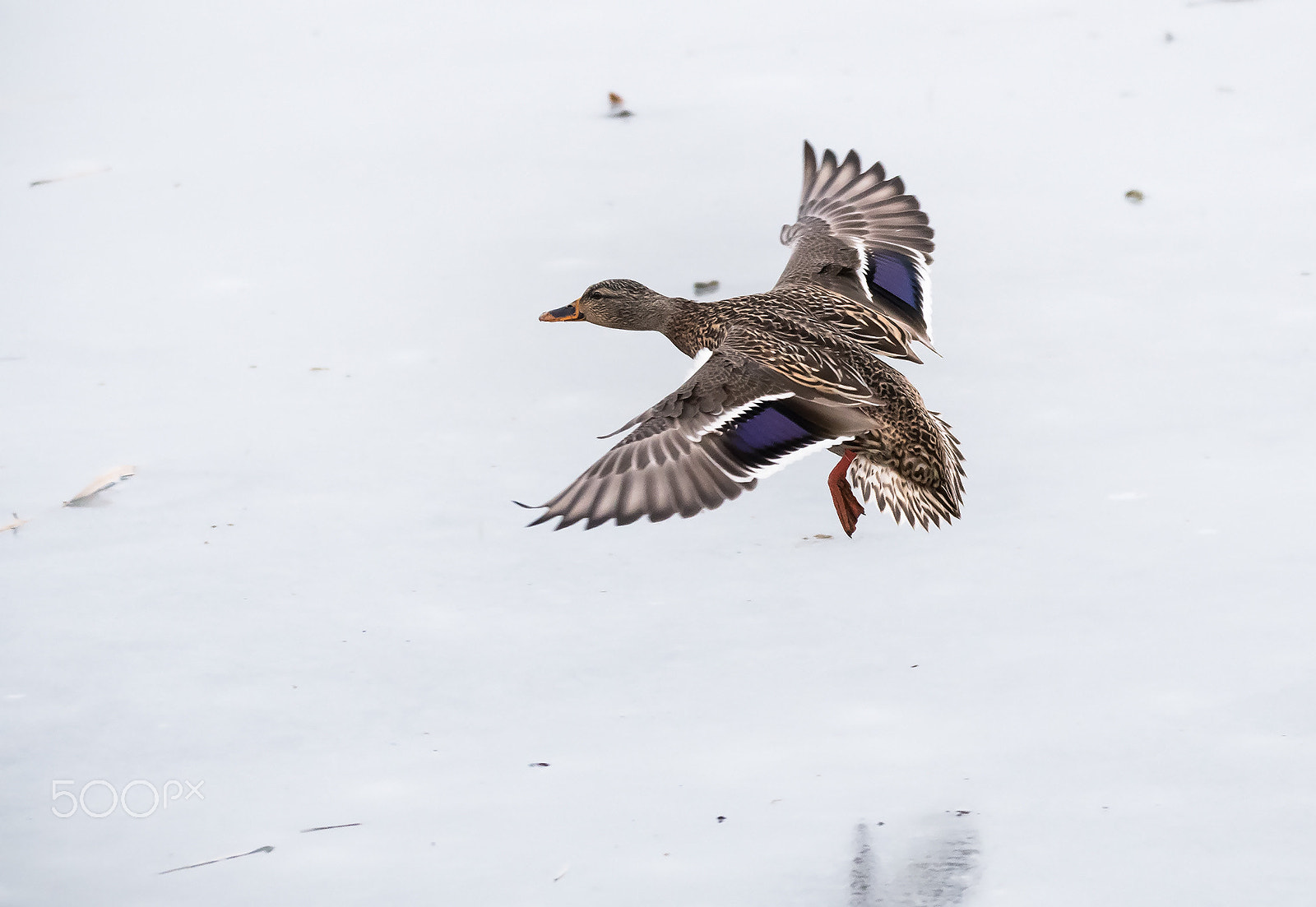 Sigma 150-600mm F5-6.3 DG OS HSM | C sample photo. Landing on the ice photography
