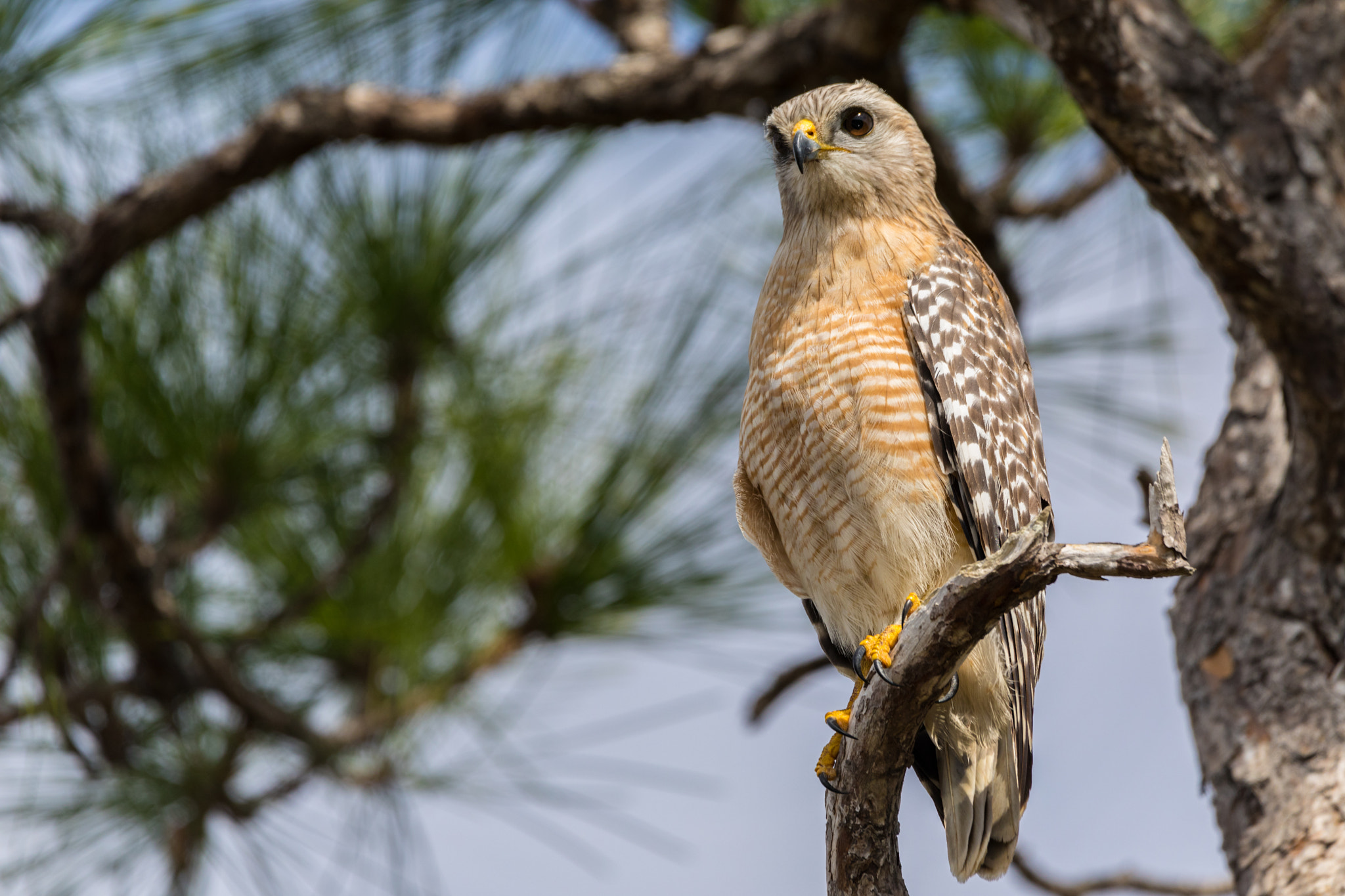 150-600mm F5-6.3 DG OS HSM | Contemporary 015 sample photo. Red-shouldered hawk photography