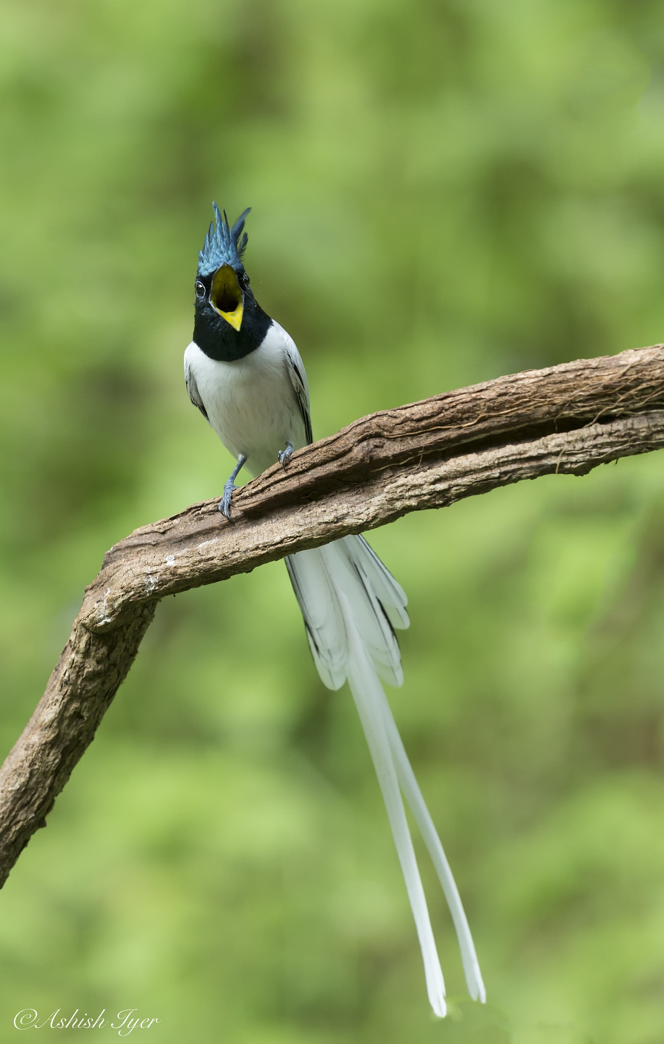 Canon EOS-1D X + Canon EF 500mm F4L IS II USM sample photo. Indian paradise flycatcher male photography