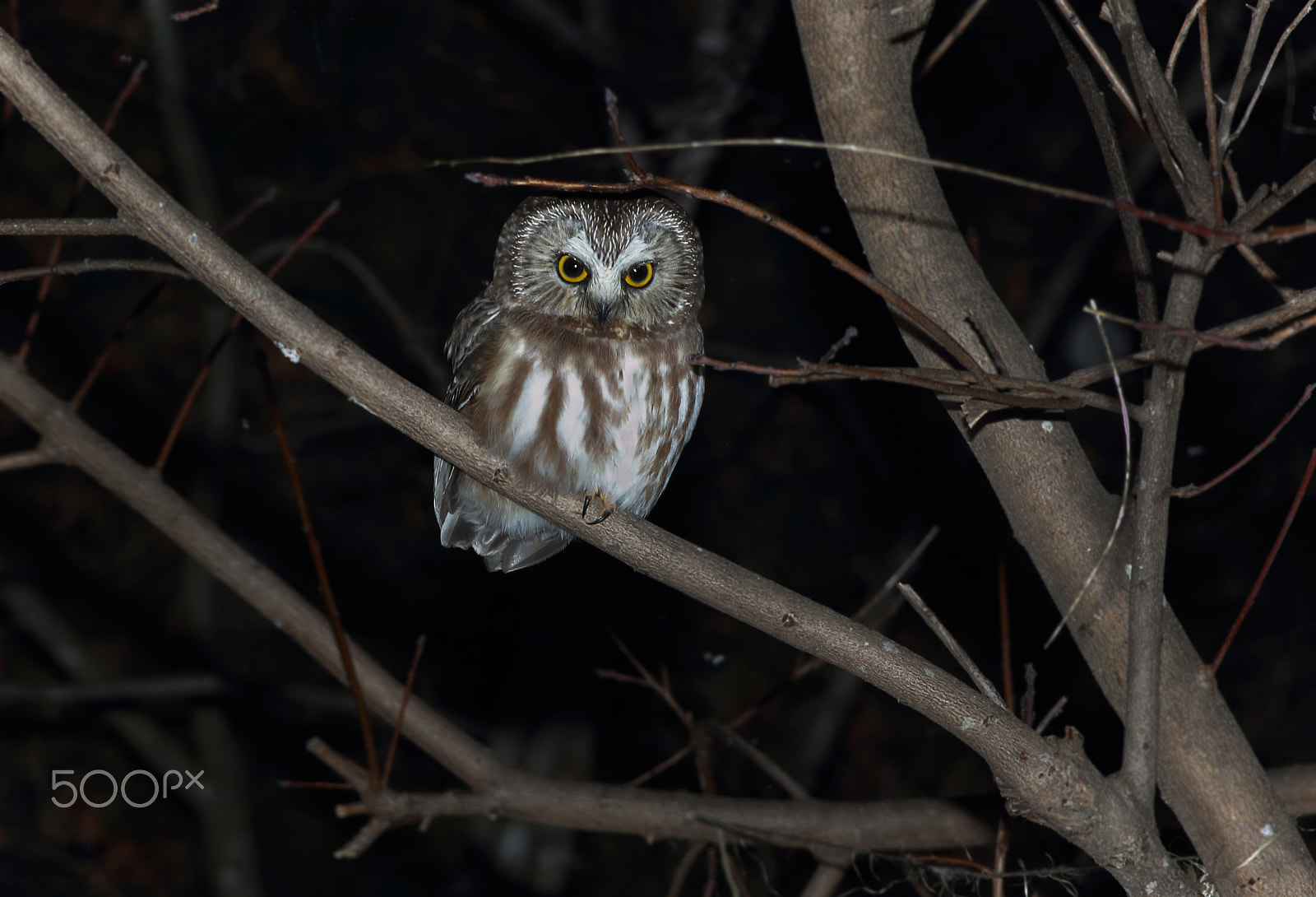 Canon EF 200mm F2.8L II USM sample photo. Night owl photography