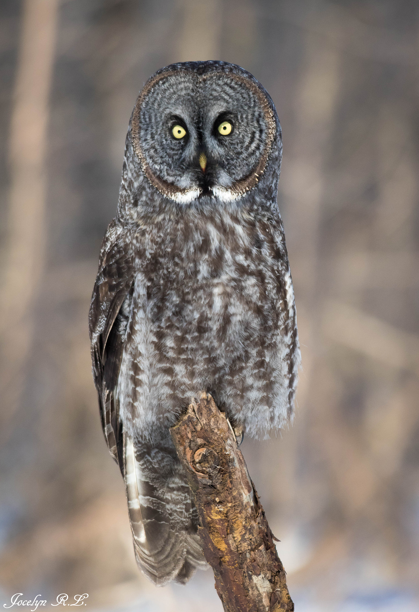 Sigma 150-500mm F5-6.3 DG OS HSM sample photo. Qa photography