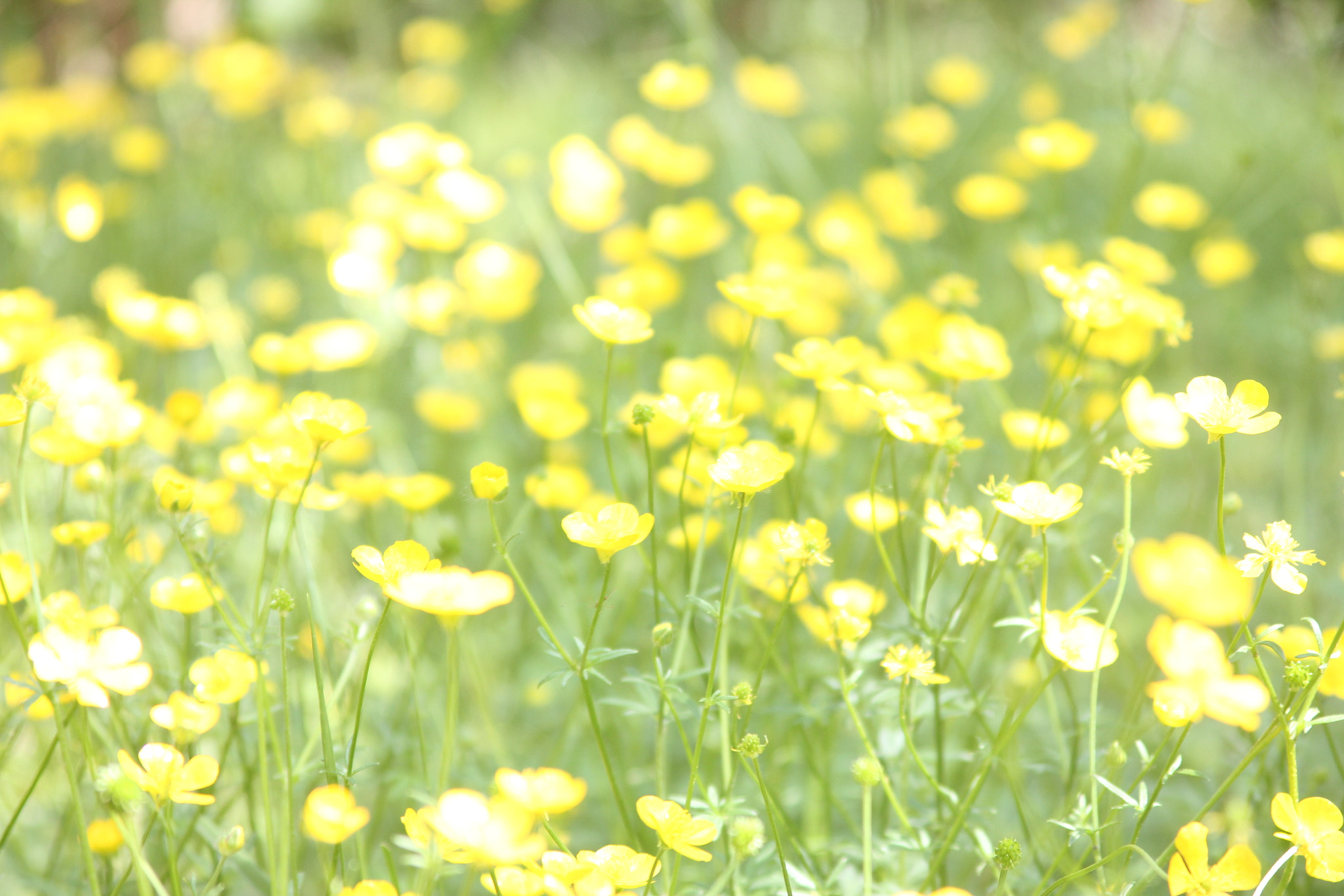 Canon EF 35-105mm f/3.5-4.5 sample photo. Buttercup_3937 photography