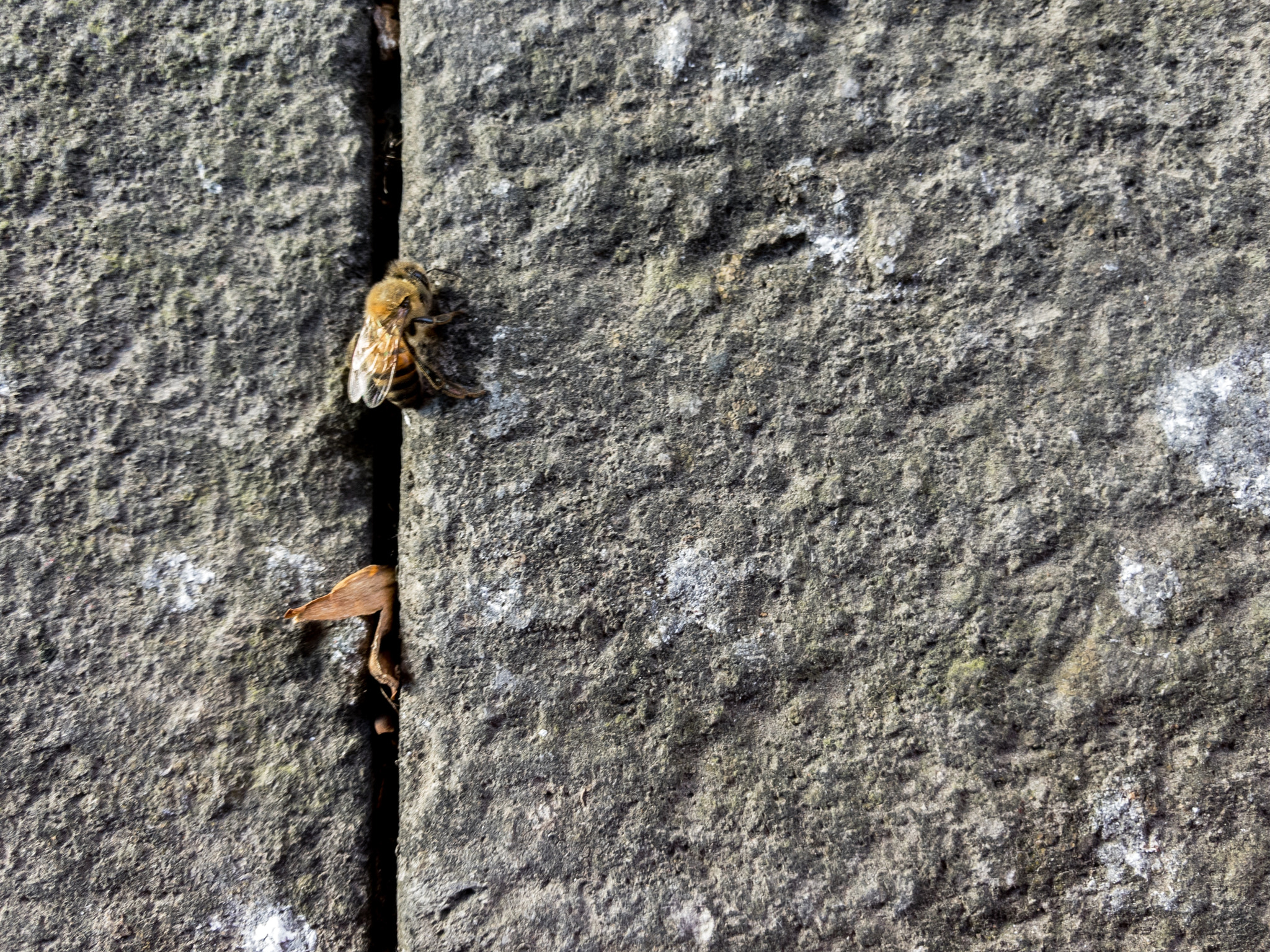 iPhone 7 Plus back camera 3.99mm f/1.8 sample photo. Abeja photography