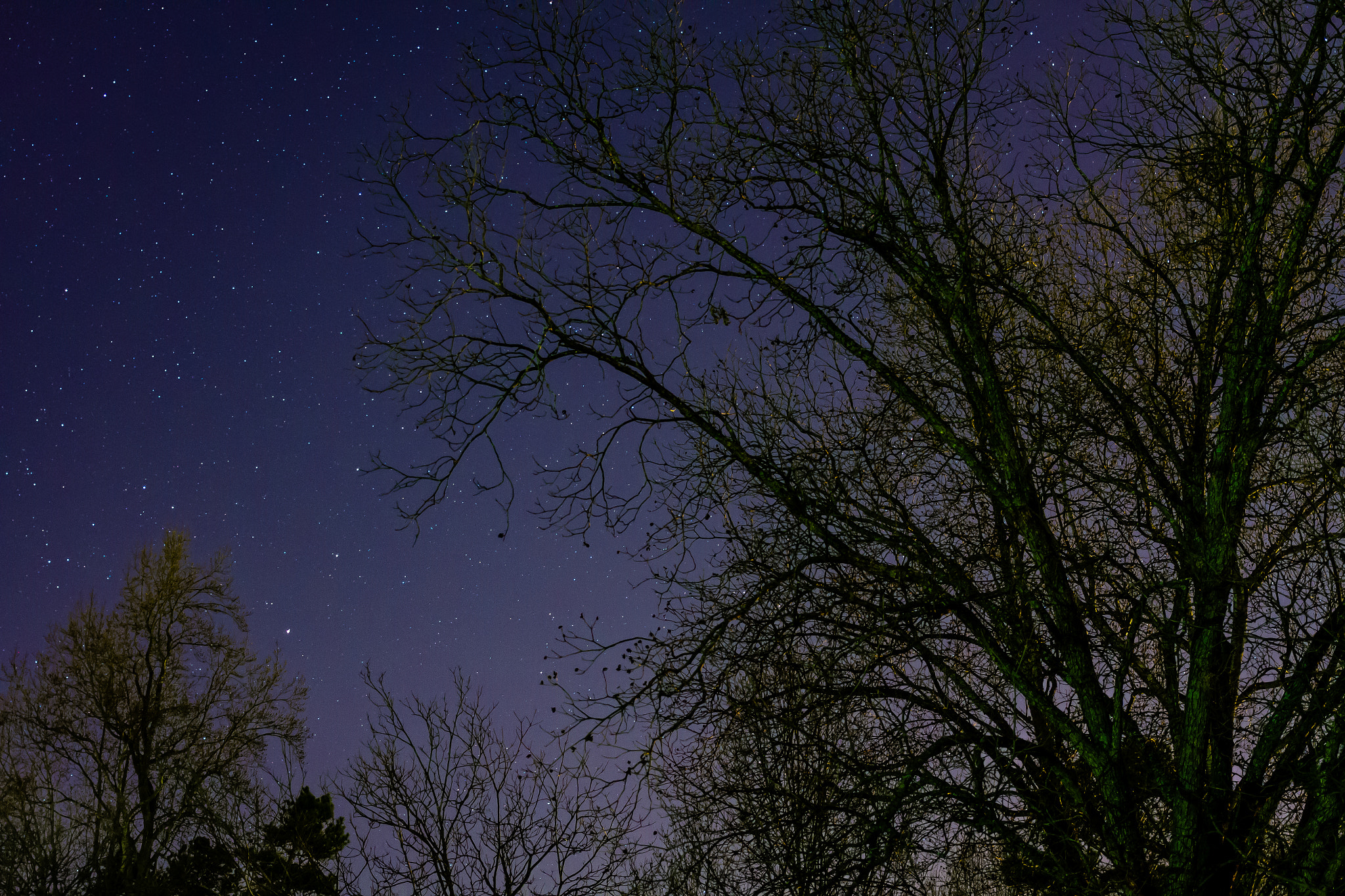 Canon EOS 7D + Canon EF 40mm F2.8 STM sample photo. Stars in the trees 2 photography