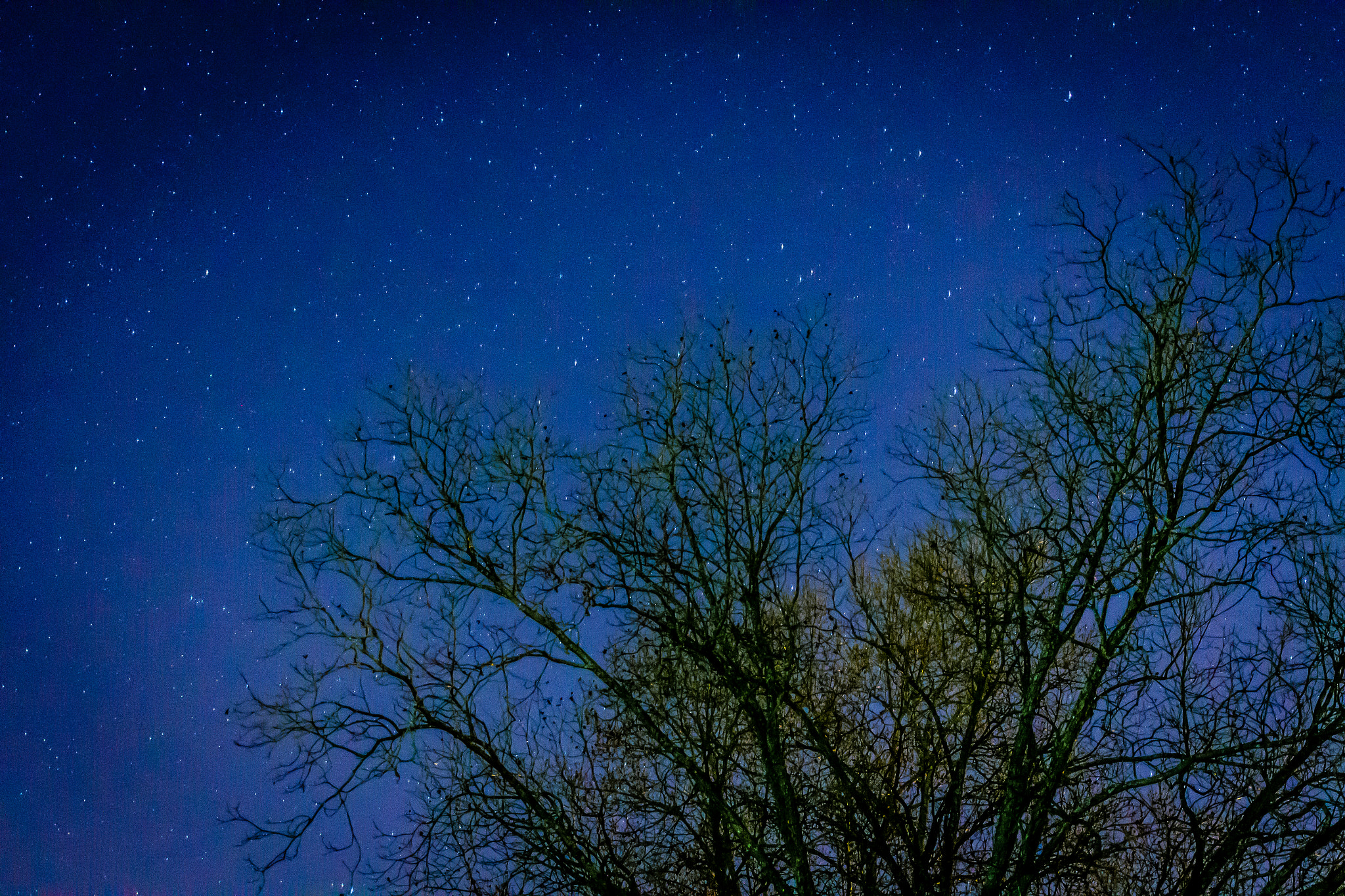 Canon EF 40mm F2.8 STM sample photo. Stars in the trees photography