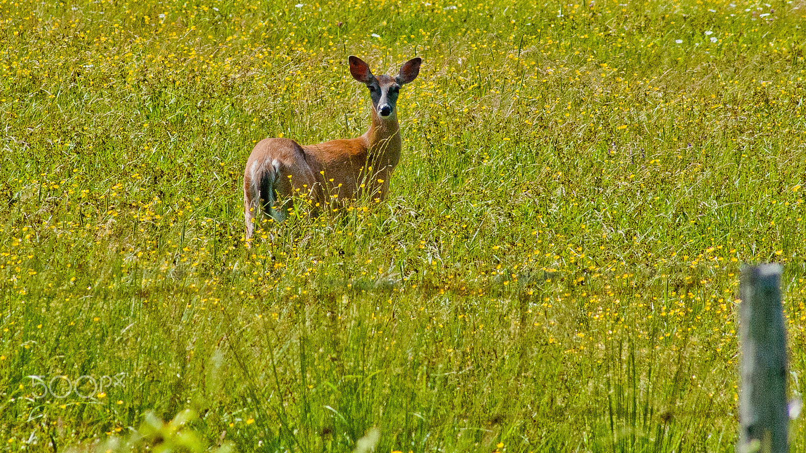 Sony 75-300mm F4.5-5.6 sample photo. Solitary photography