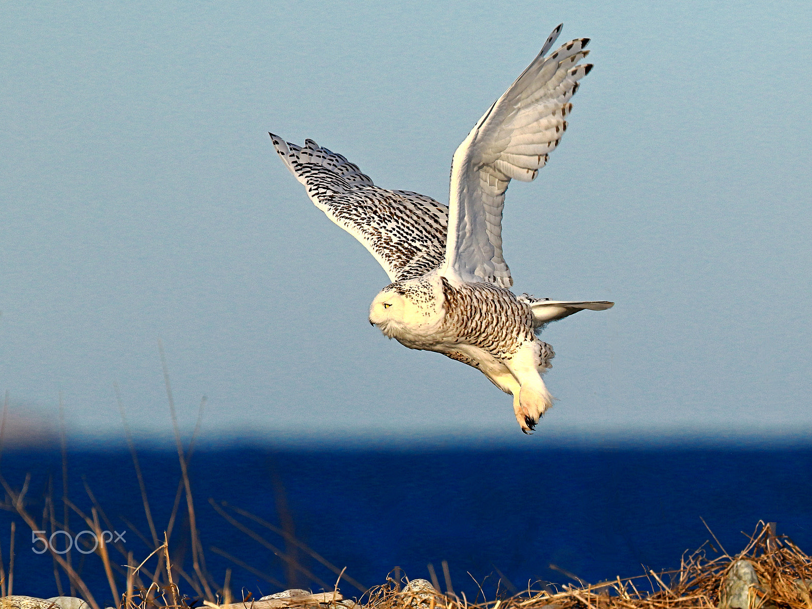 Canon EF 400mm F4 DO IS II USM sample photo. Snowy owl liftoff photography