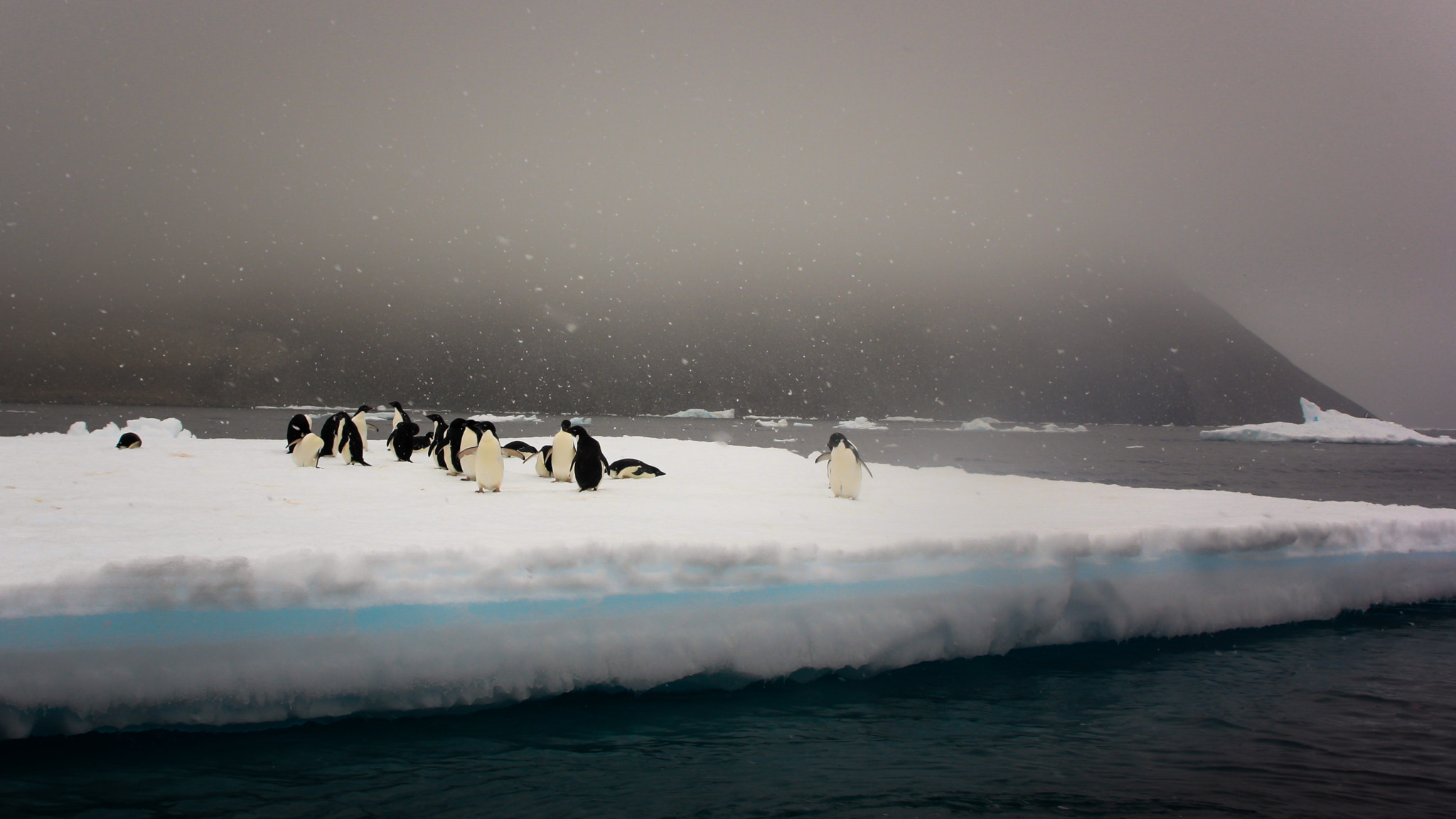 Canon EOS 1000D (EOS Digital Rebel XS / EOS Kiss F) sample photo. Penguins afloat photography