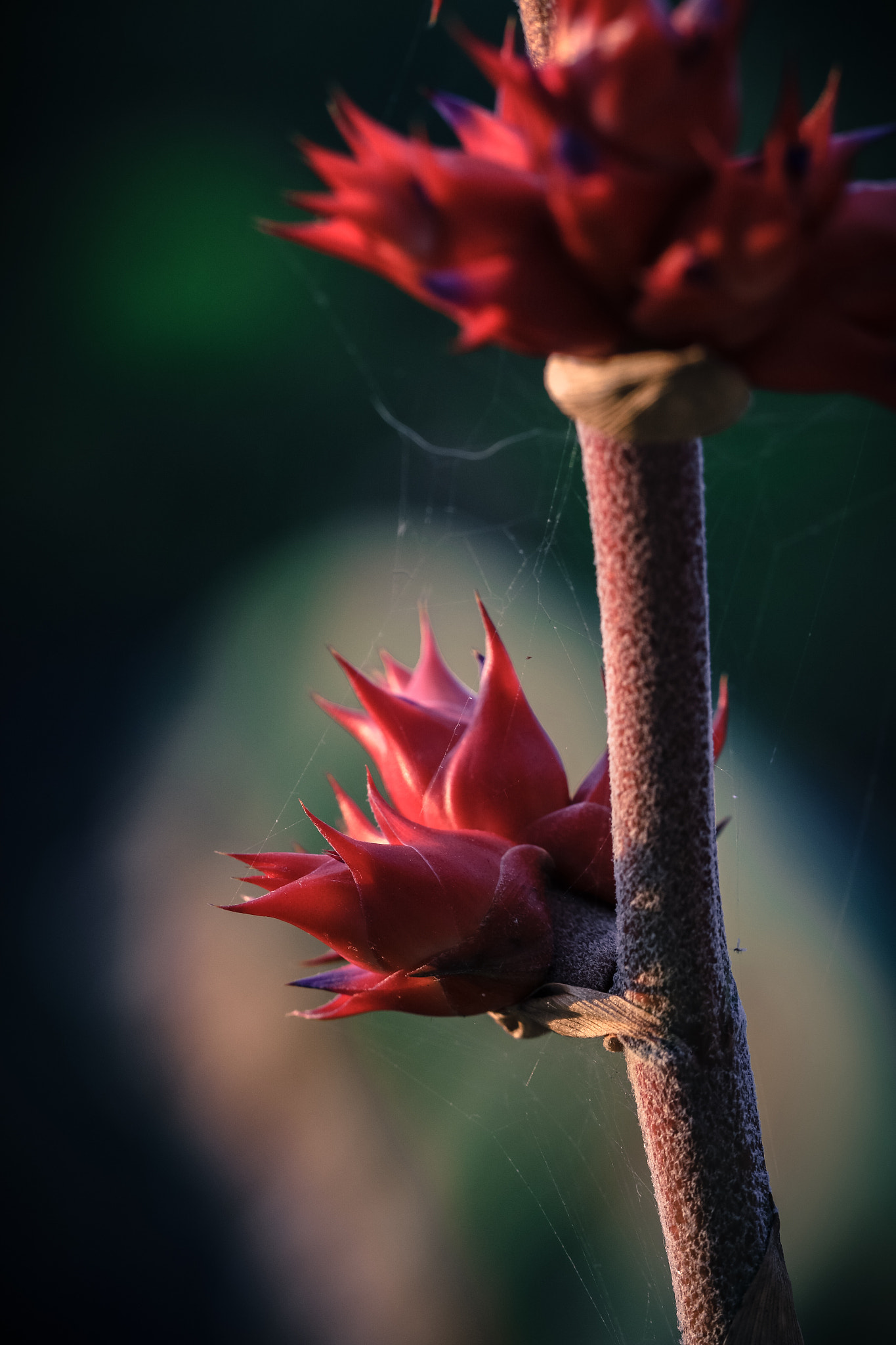 Canon EF 100mm F2.8L Macro IS USM sample photo. Flower photography