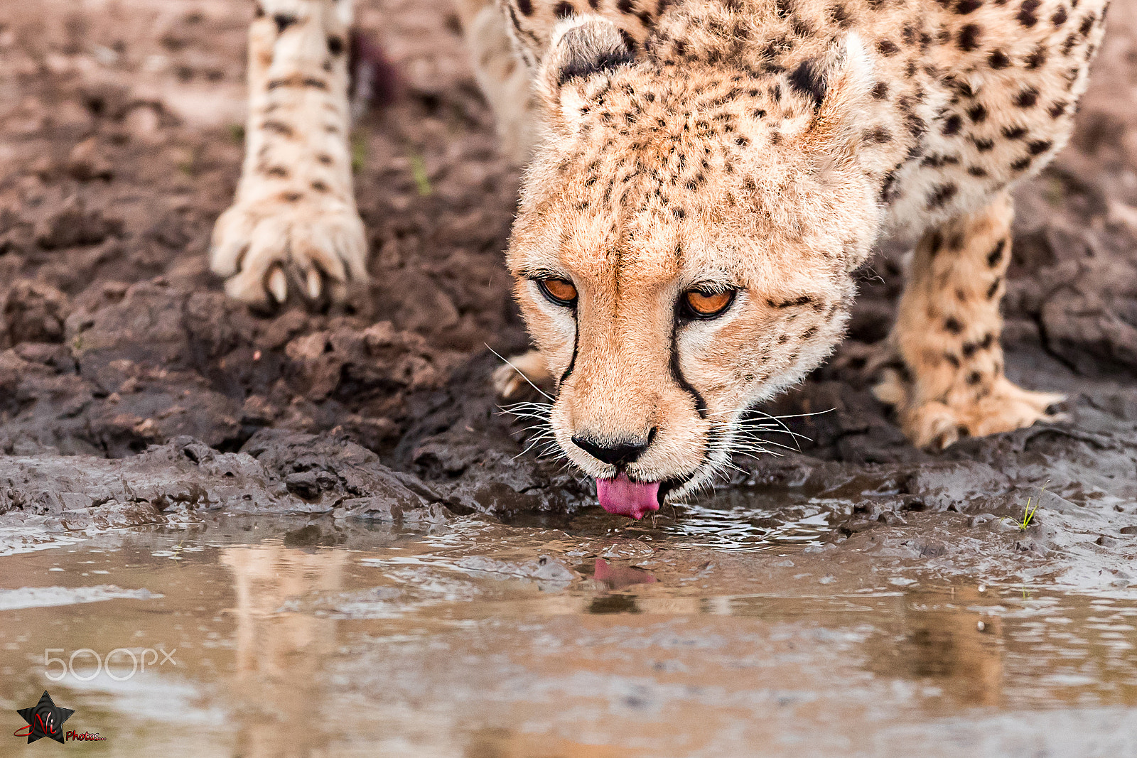 Nikon D5 sample photo. Cheetah drinking water photography