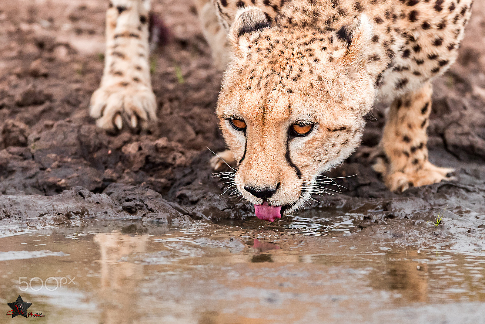 Nikon D5 + Nikon AF-S Nikkor 600mm F4E FL ED VR sample photo. Cheetah drinking water photography