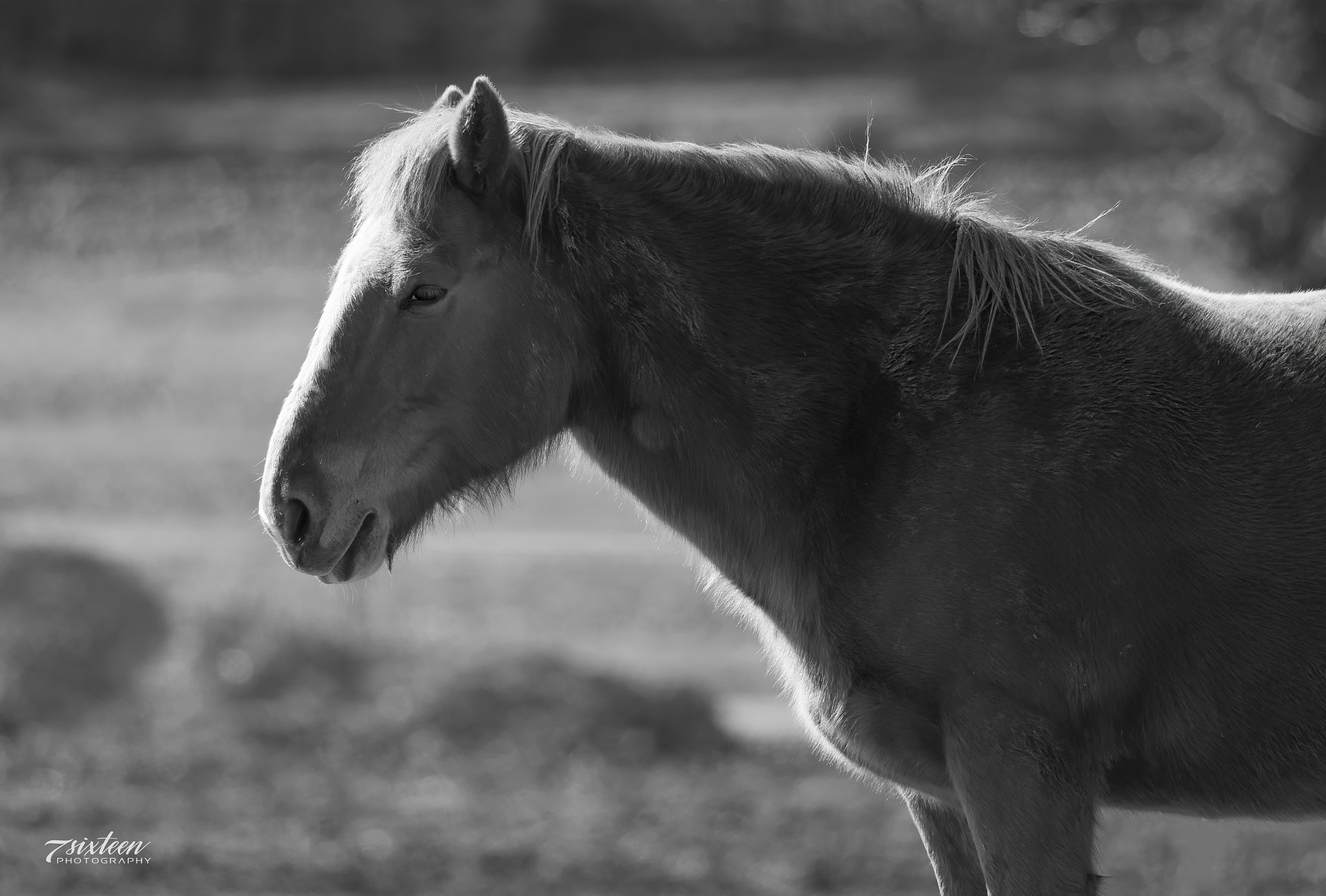 Nikon D500 + Nikon AF-S Nikkor 300mm F4D ED-IF sample photo. Horsepower photography