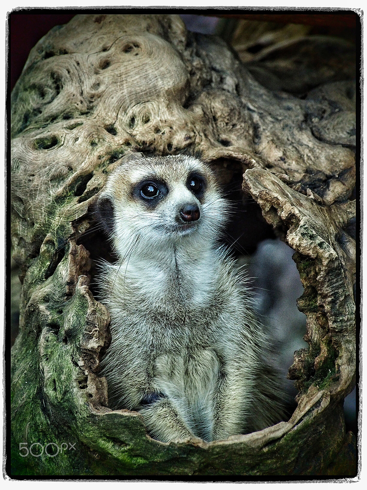Olympus OM-D E-M10 sample photo. Meerkat photography