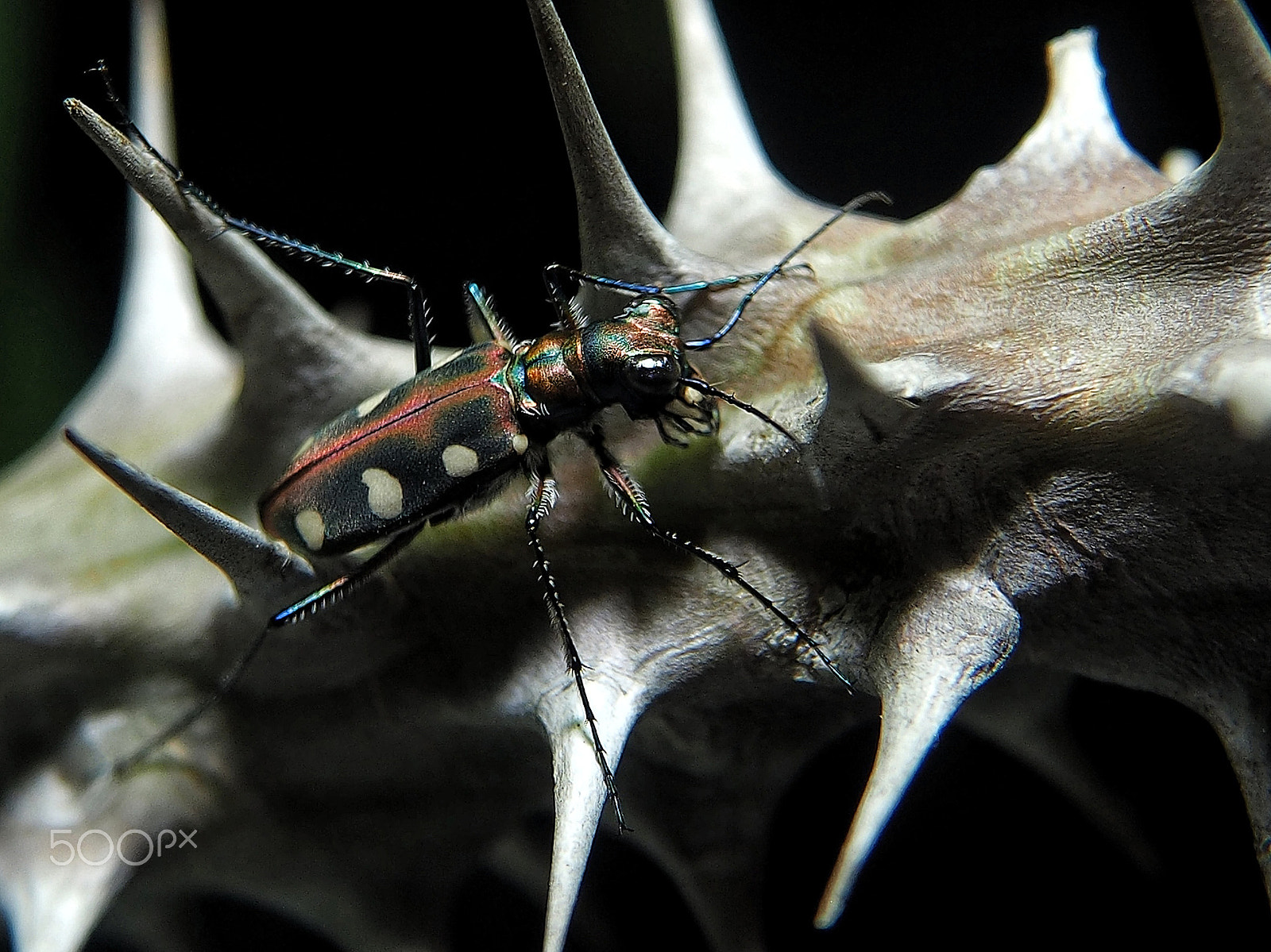 Olympus OM-D E-M1 sample photo. Tiger beetle photography