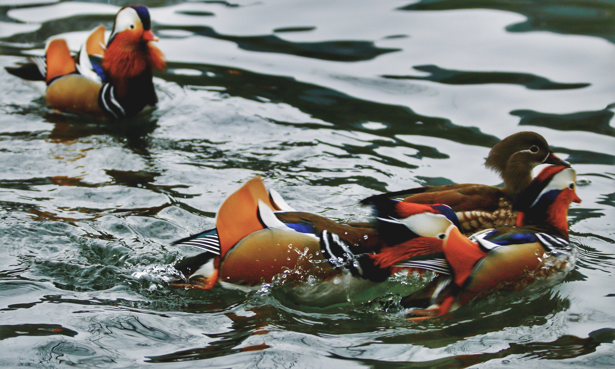 Canon EF 70-200mm F2.8L IS II USM sample photo. 立春 photography