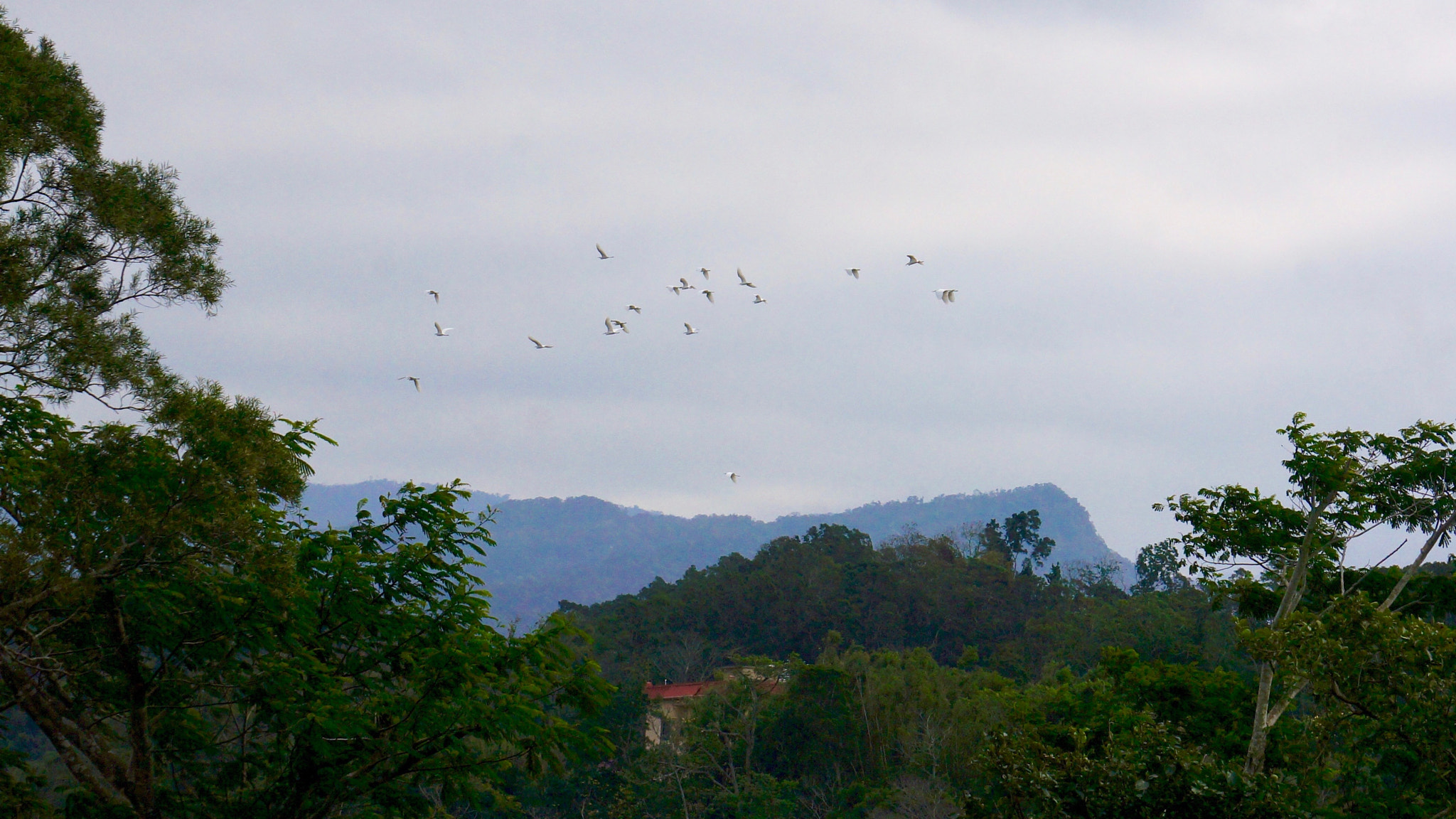 Sony E 55-210mm F4.5-6.3 OSS sample photo. Migration photography
