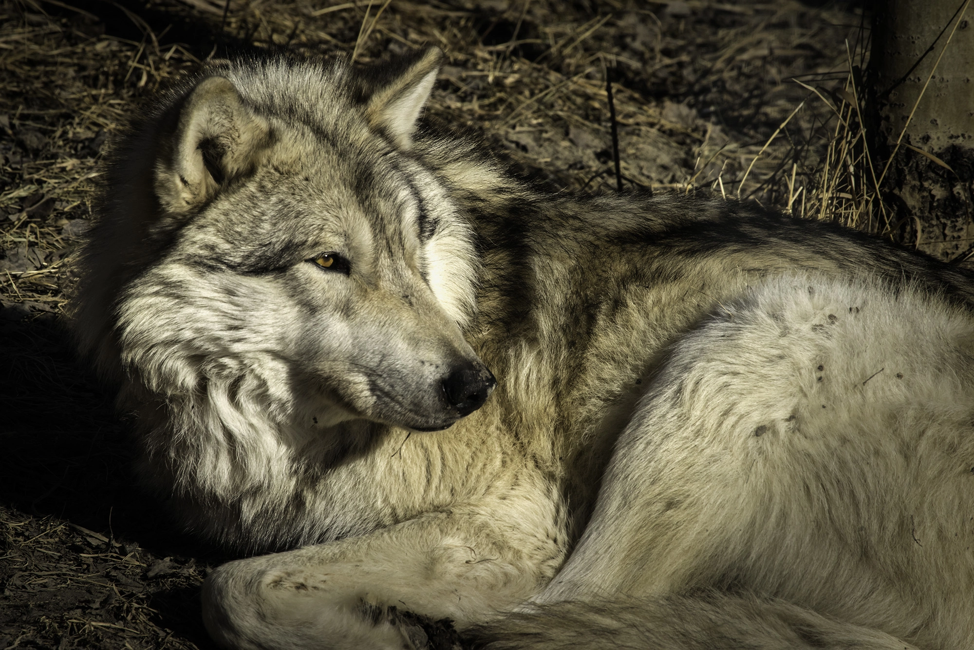 Canon EF 100-400mm F4.5-5.6L IS USM sample photo. Nikita photography