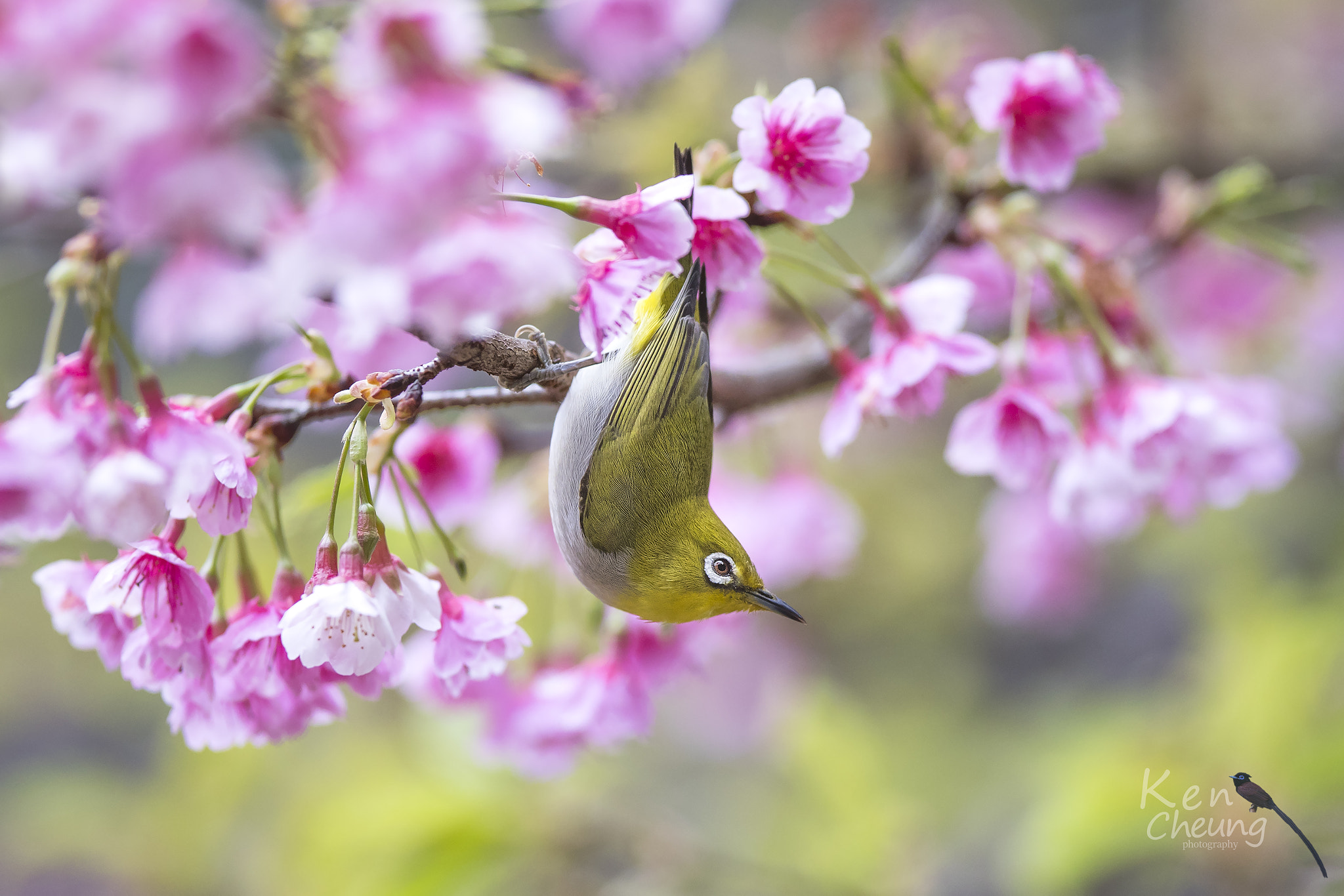 Canon EF 300mm F2.8L IS USM sample photo. Zosterops japonicus photography