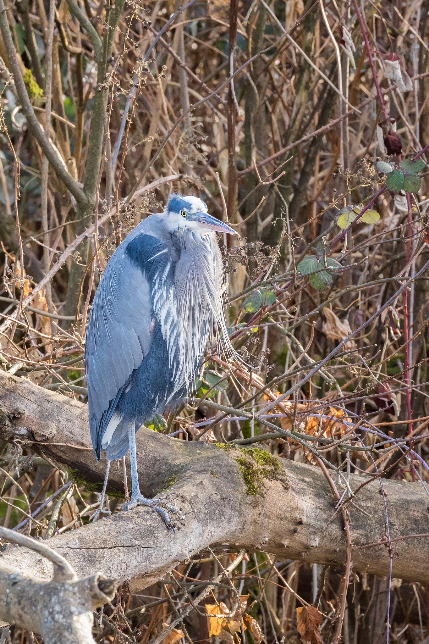 Canon EOS-1D X Mark II sample photo. Ardea herodias fannini - pacific great blue heron photography
