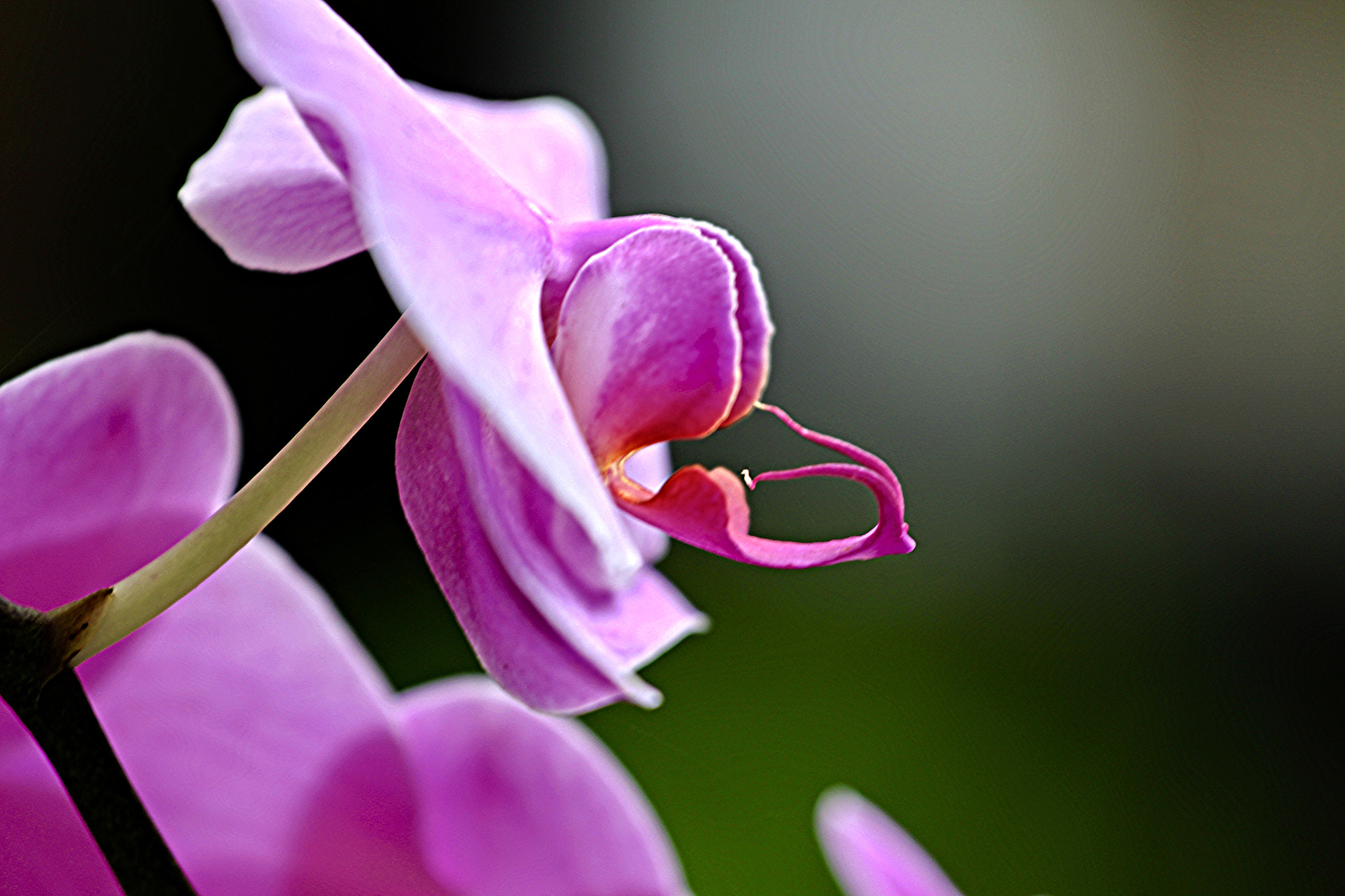 Canon EOS 700D (EOS Rebel T5i / EOS Kiss X7i) sample photo. Orchid in bali. photography