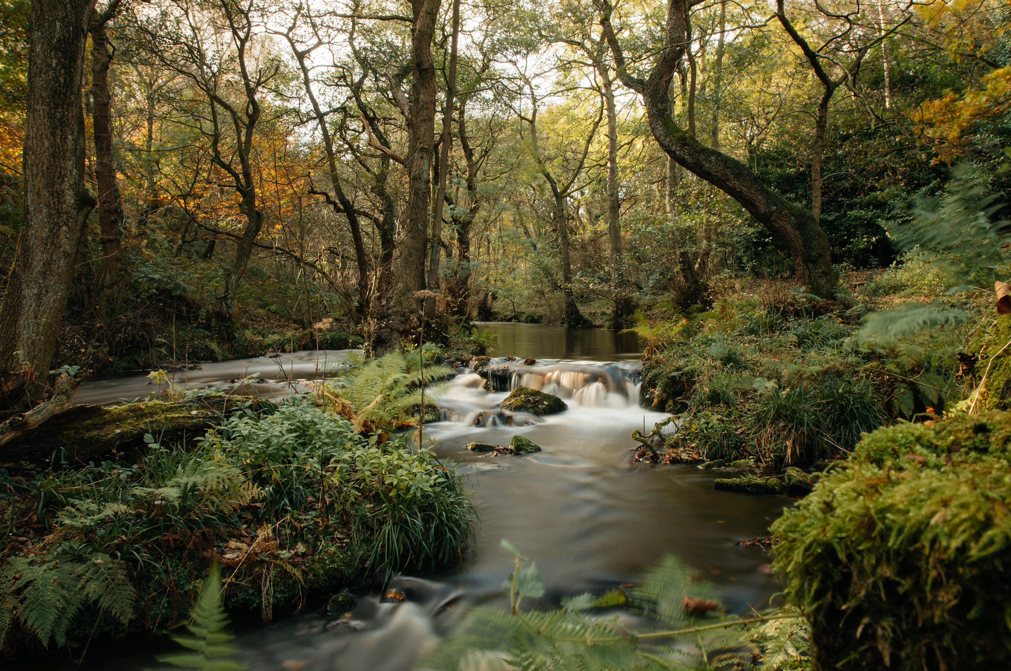 Sony SLT-A57 sample photo. Lush forest photography