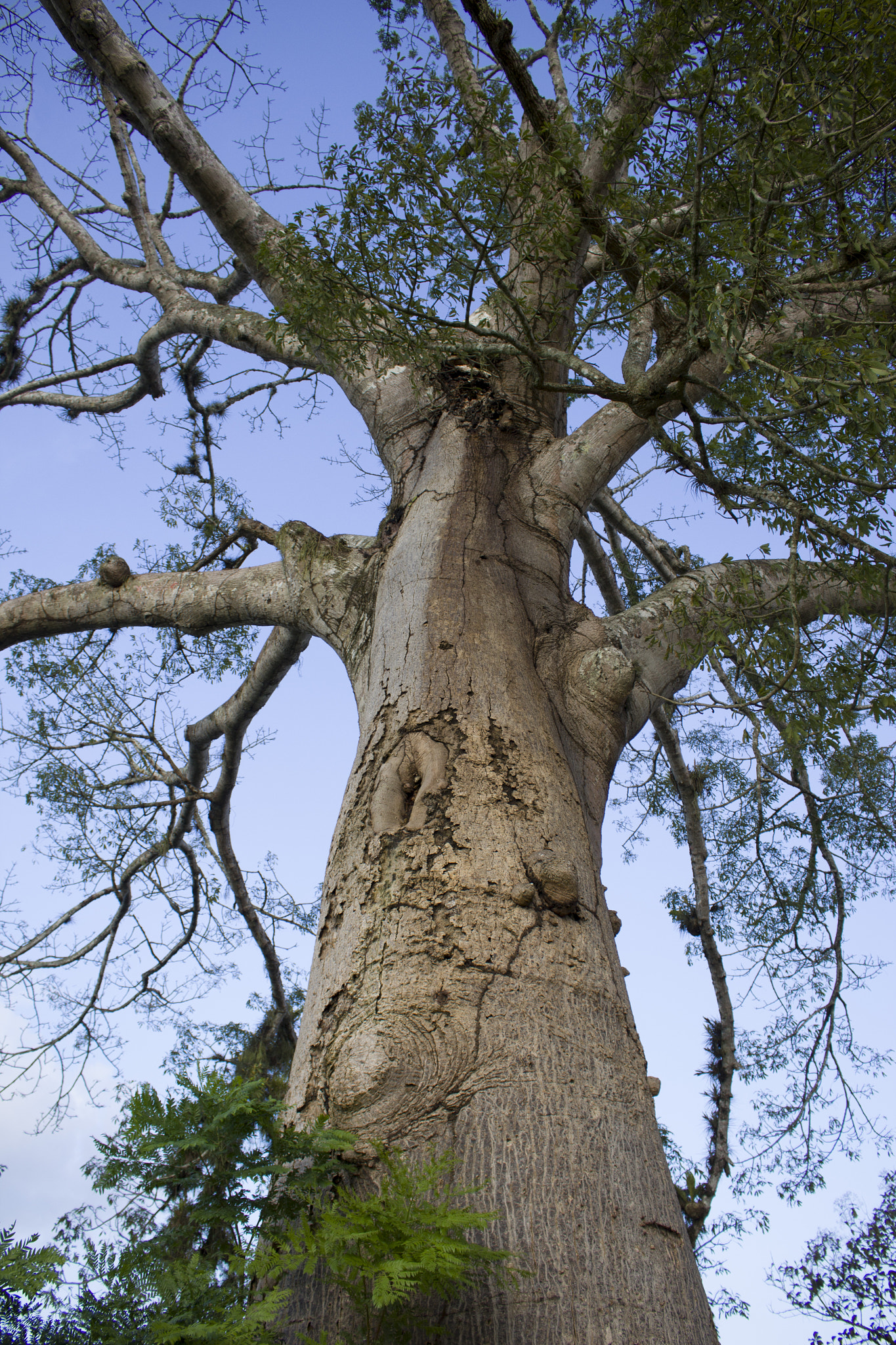 Canon EOS 1200D (EOS Rebel T5 / EOS Kiss X70 / EOS Hi) sample photo. Arbol photography